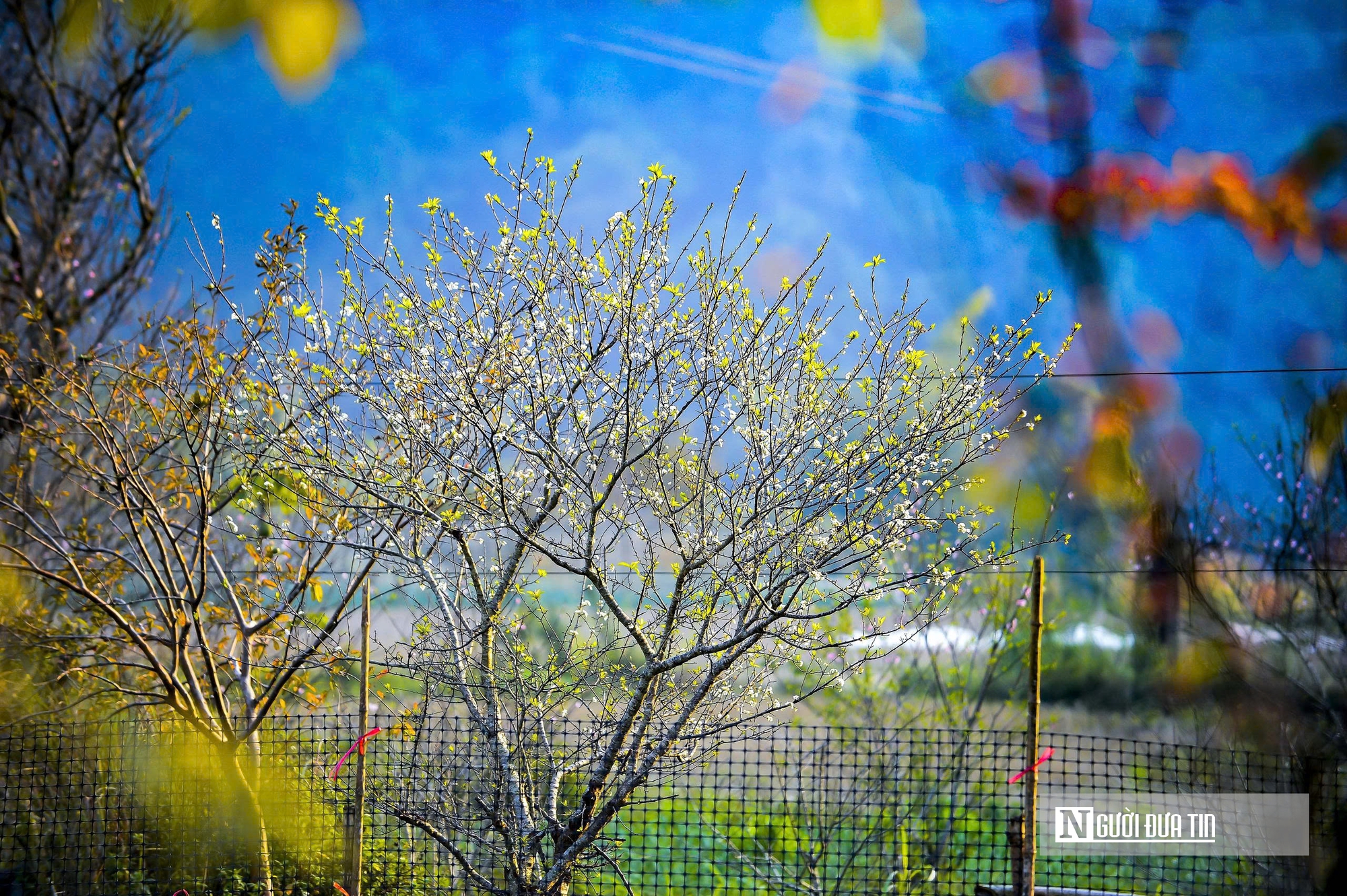 Đ&agrave;o rừng nở rộng tr&ecirc;n n&uacute;i đ&aacute; Cao Sơn, mang về tiền tỷ mỗi năm cho bản v&ugrave;ng cao  - Ảnh 2.