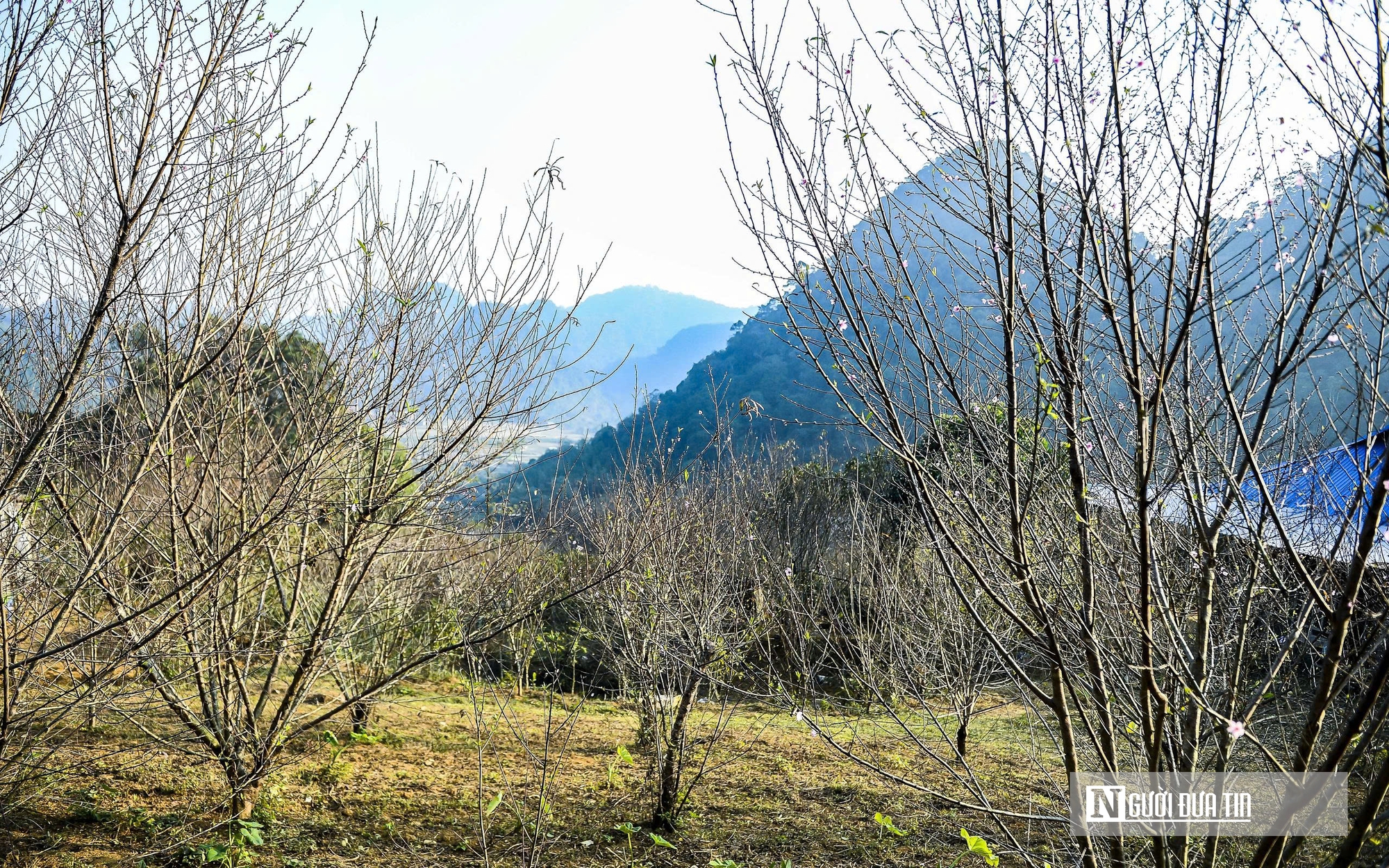 Đ&agrave;o rừng nở rộng tr&ecirc;n n&uacute;i đ&aacute; Cao Sơn, mang về tiền tỷ mỗi năm cho bản v&ugrave;ng cao  - Ảnh 3.