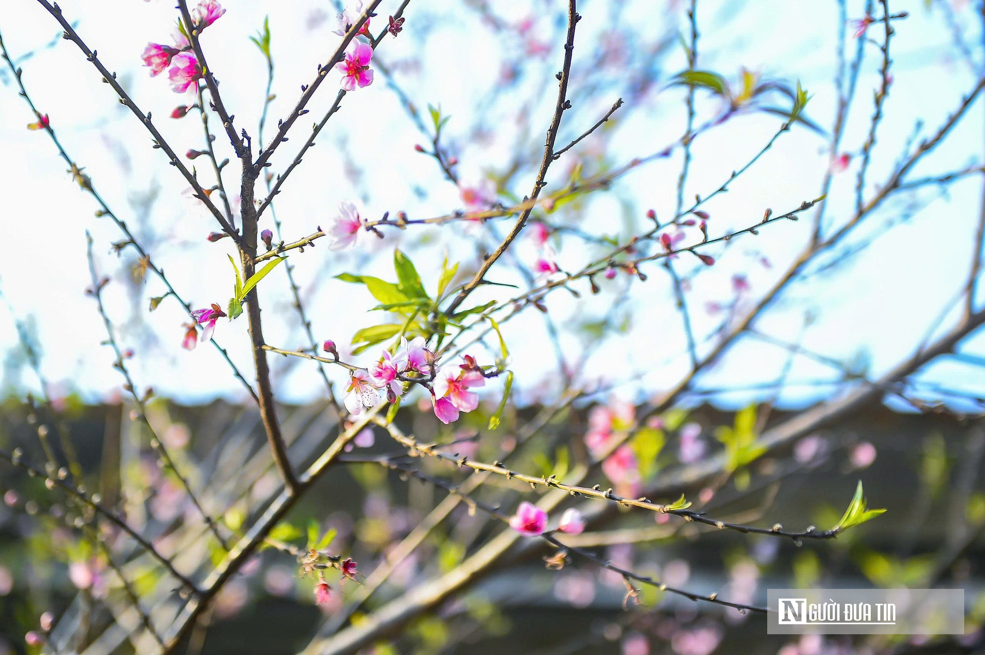 Đ&agrave;o rừng nở rộng tr&ecirc;n n&uacute;i đ&aacute; Cao Sơn, mang về tiền tỷ mỗi năm cho bản v&ugrave;ng cao  - Ảnh 4.