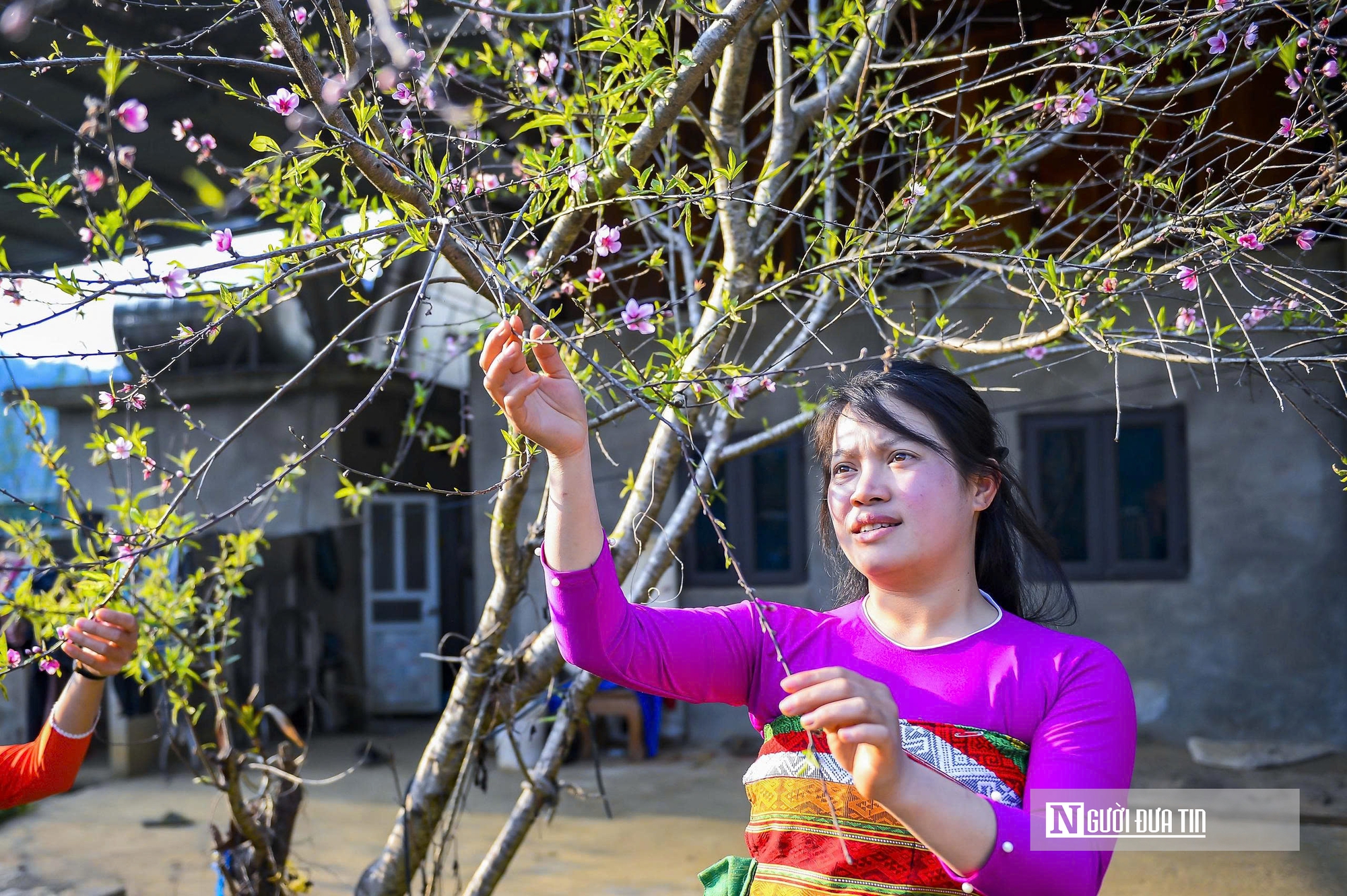 Đ&agrave;o rừng nở rộng tr&ecirc;n n&uacute;i đ&aacute; Cao Sơn, mang về tiền tỷ mỗi năm cho bản v&ugrave;ng cao  - Ảnh 5.