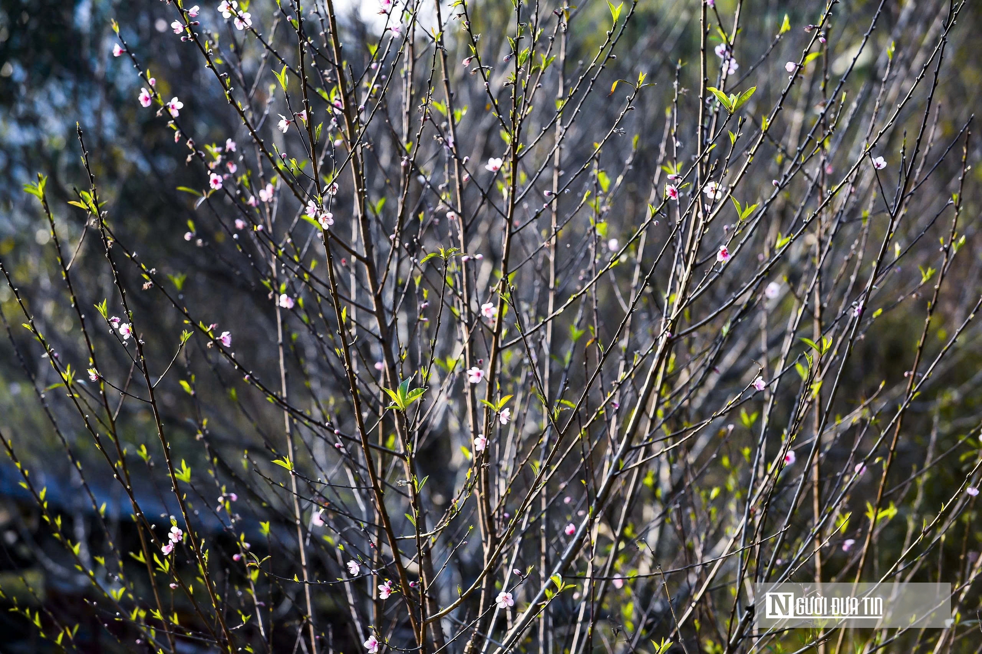 Đ&agrave;o rừng nở rộng tr&ecirc;n n&uacute;i đ&aacute; Cao Sơn, mang về tiền tỷ mỗi năm cho bản v&ugrave;ng cao  - Ảnh 7.