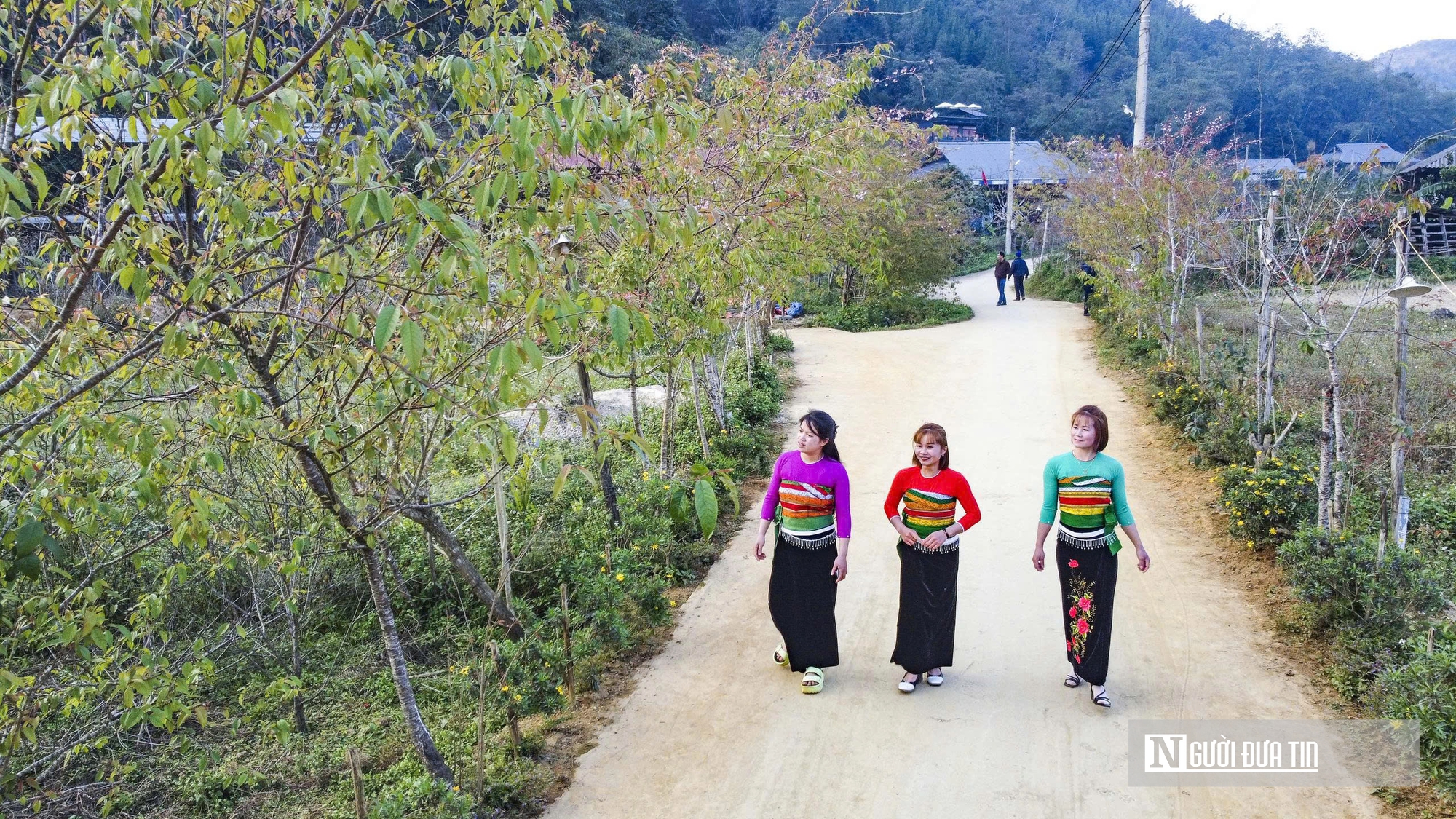 Đ&agrave;o rừng nở rộng tr&ecirc;n n&uacute;i đ&aacute; Cao Sơn, mang về tiền tỷ mỗi năm cho bản v&ugrave;ng cao  - Ảnh 8.