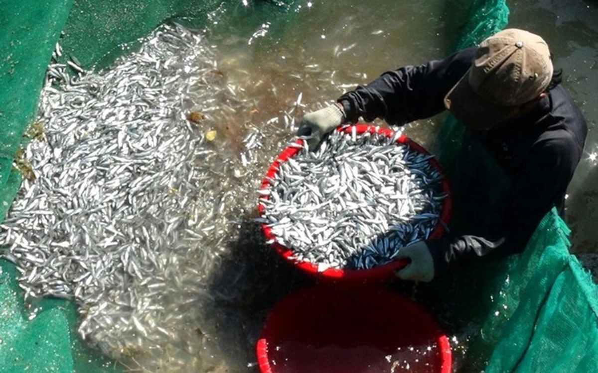 Loại cá "nhà nghèo" lại là kho thuốc quý với cơ thể, chợ Việt bán rất rẻ như cho - Ảnh 2.