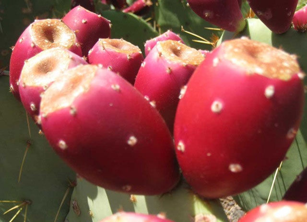 Quả dại Việt Nam nay thành đặc sản xuất ngoại, "trời Tây" bán gần 350 nghìn/6 quả - Ảnh 3.