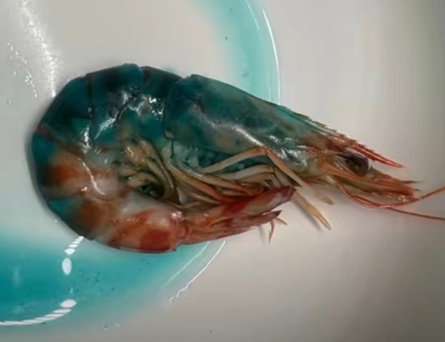 T&ocirc;m nấu ch&iacute;n chuyển sang m&agrave;u xanh, b&agrave; nội trợ sợ h&atilde;i kh&ocirc;ng d&aacute;m ăn - Ảnh 1.