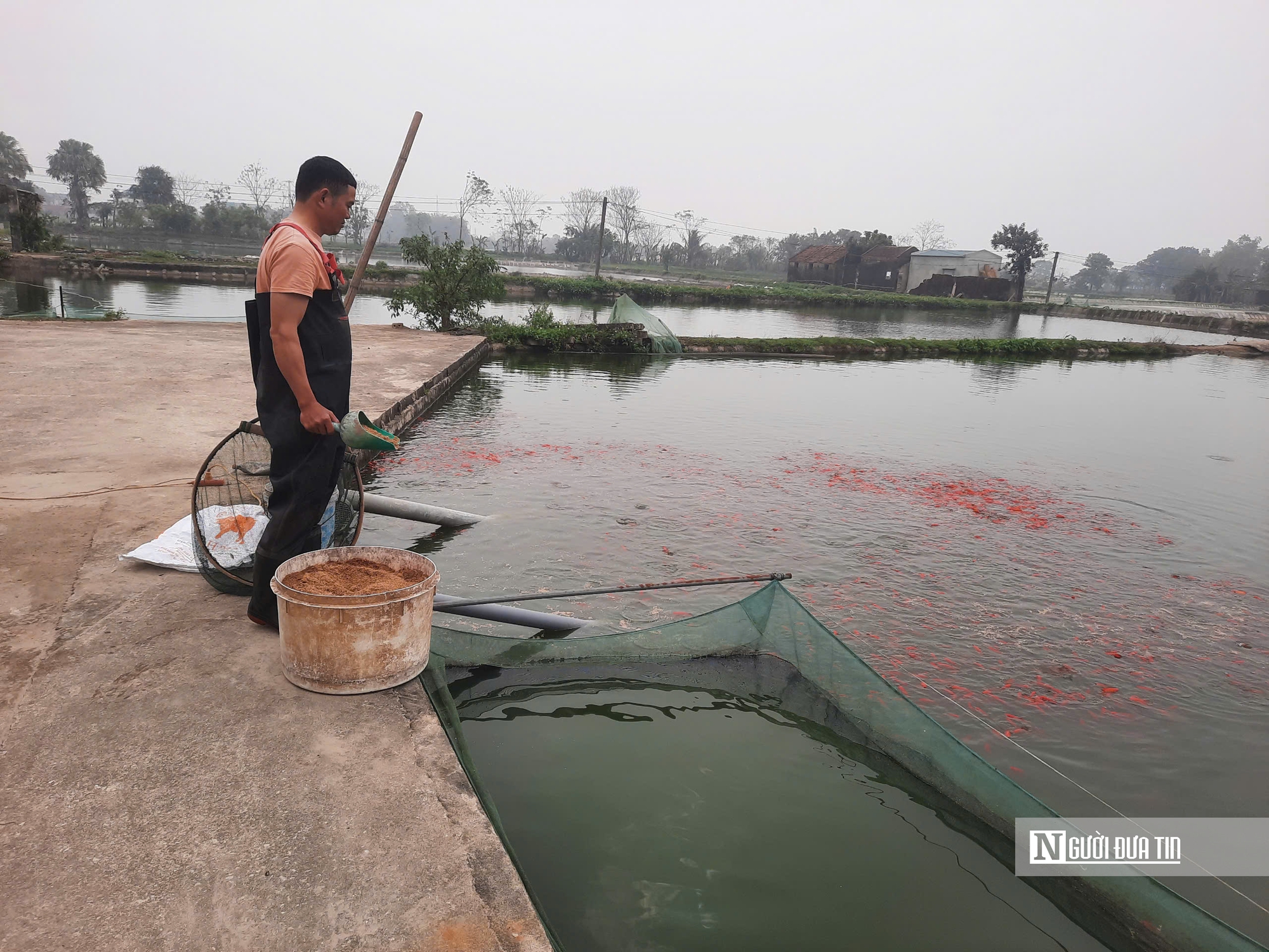 Làng nuôi cá chép tất bật chuẩn bị cho ngày ông Táo lên trời- Ảnh 1.