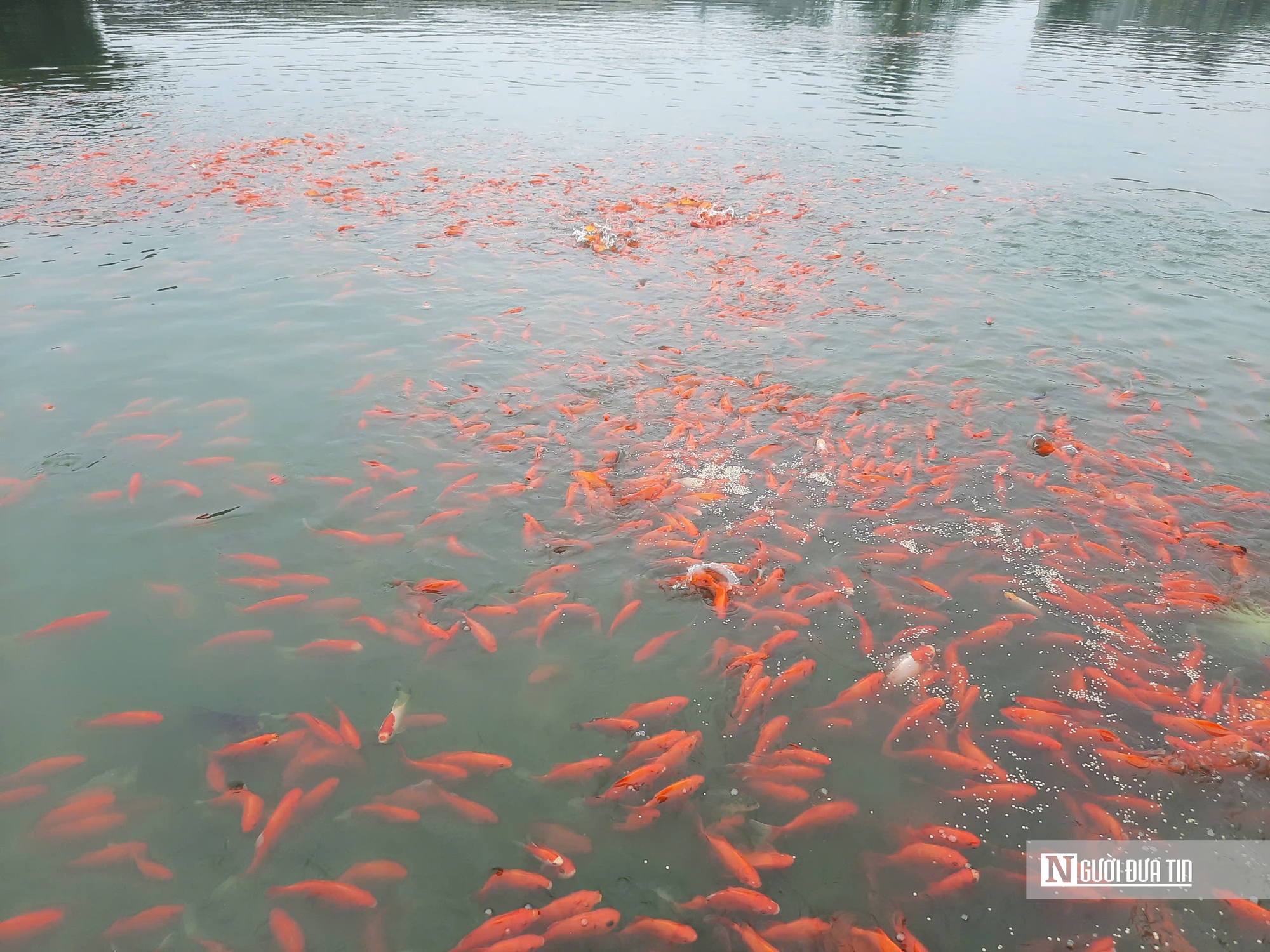 Làng nuôi cá chép tất bật chuẩn bị cho ngày ông Táo lên trời- Ảnh 2.