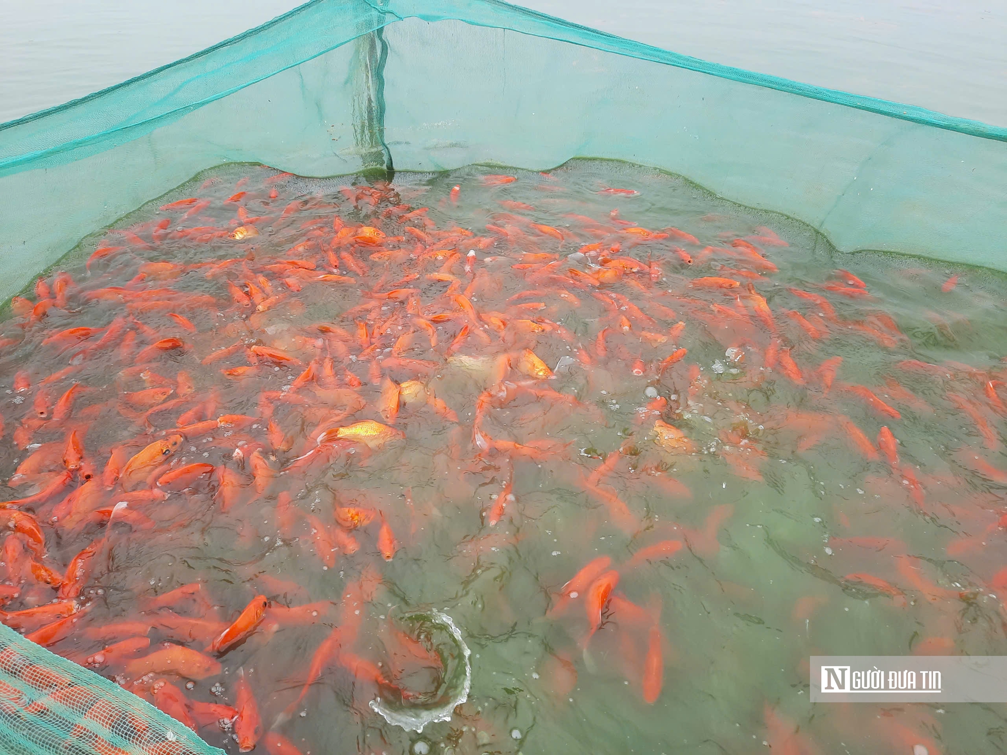 Làng nuôi cá chép tất bật chuẩn bị cho ngày ông Táo lên trời- Ảnh 3.