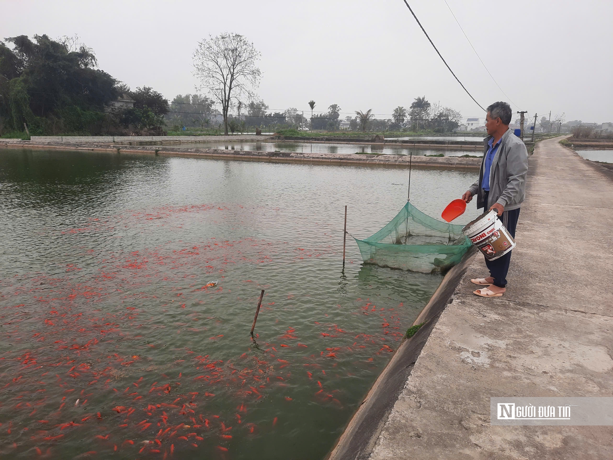 Làng nuôi cá chép tất bật chuẩn bị cho ngày ông Táo lên trời- Ảnh 4.