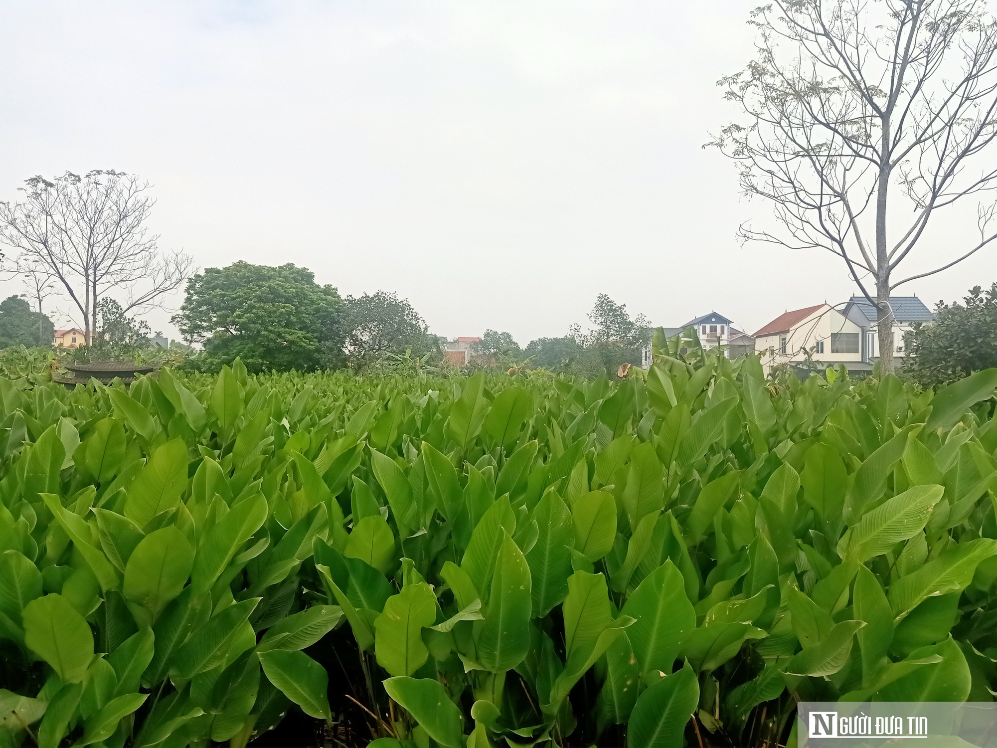 Lá dong Tràng Cát vào vụ Tết, người dân thu tiền triệu - Ảnh 8.