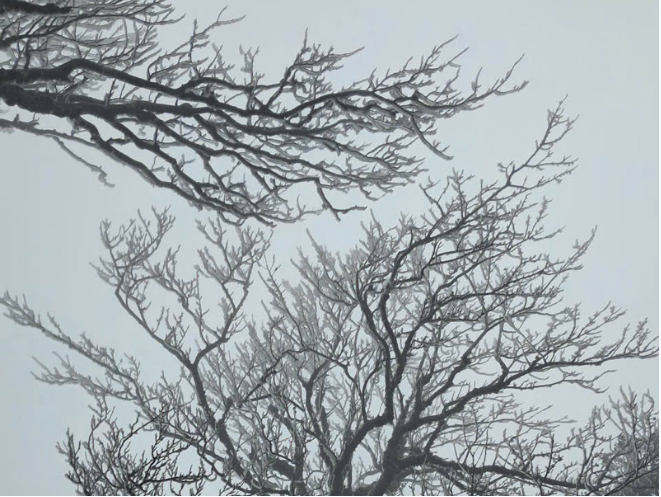 Dự báo thời tiết 29/1: Miền Bắc đón không khí lạnh dồn dập, trời rét đậm kèm sương mù bao phủ - Ảnh 1.