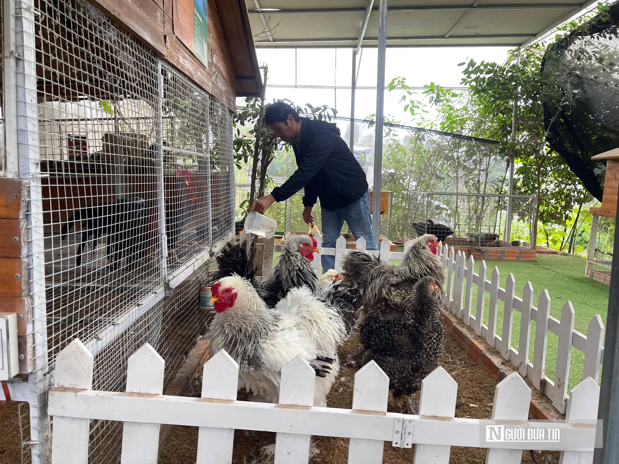 Chiêm ngưỡng đàn gà cảnh quý hiếm của người đàn ông ở Quảng Trị- Ảnh 1.