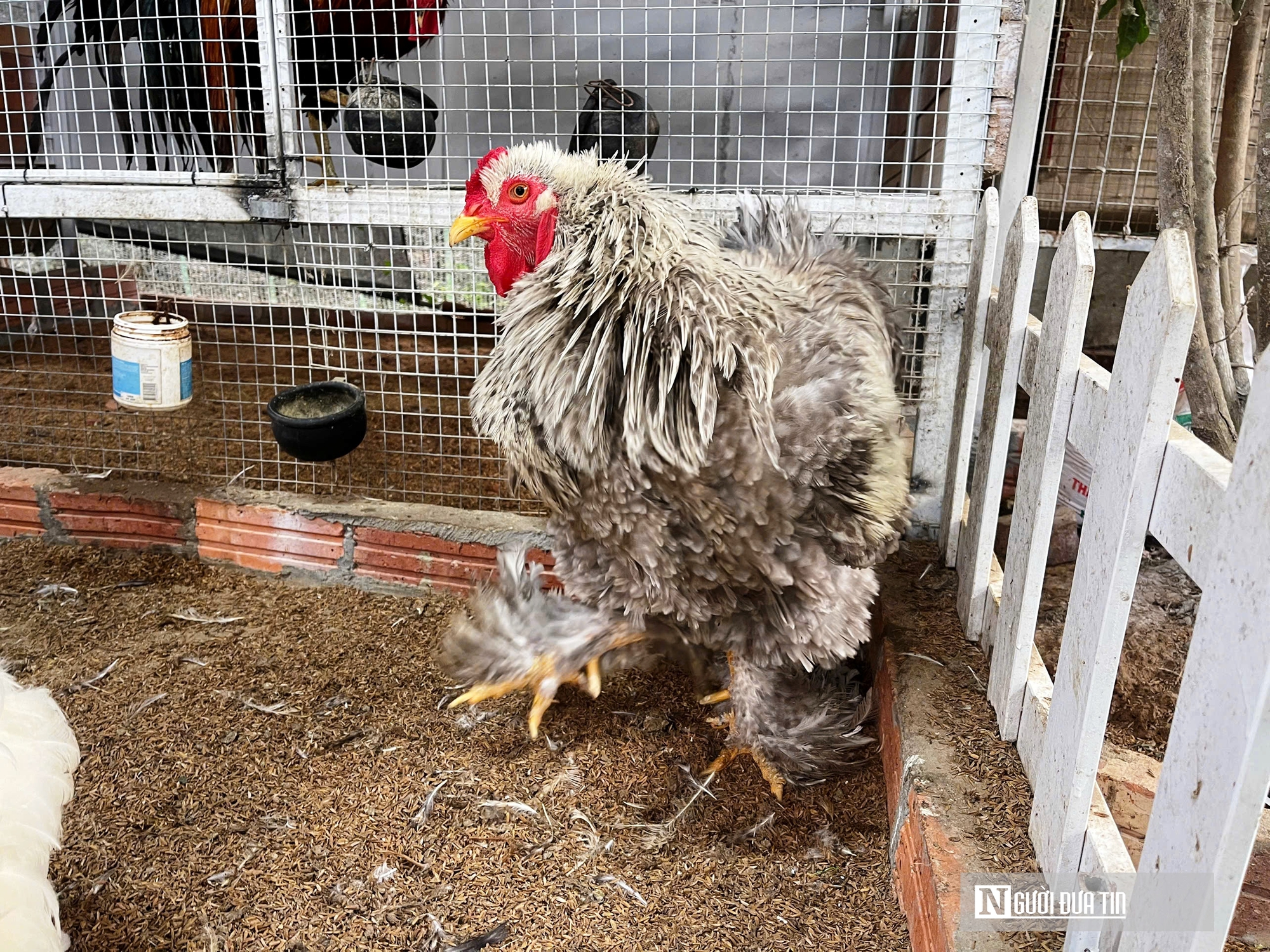 Chiêm ngưỡng đàn gà cảnh quý hiếm của người đàn ông ở Quảng Trị- Ảnh 2.