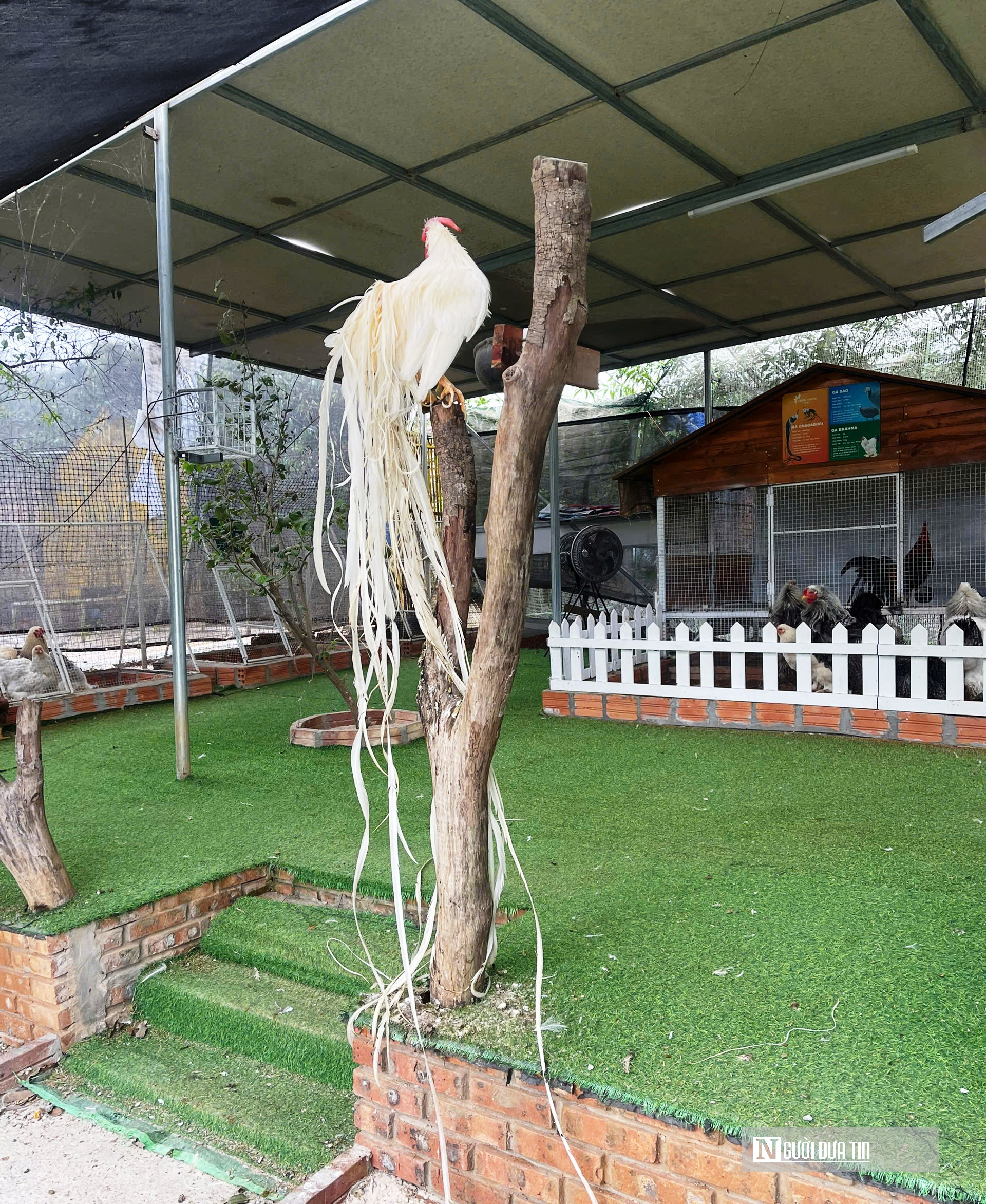 Chiêm ngưỡng đàn gà cảnh quý hiếm của người đàn ông ở Quảng Trị- Ảnh 4.