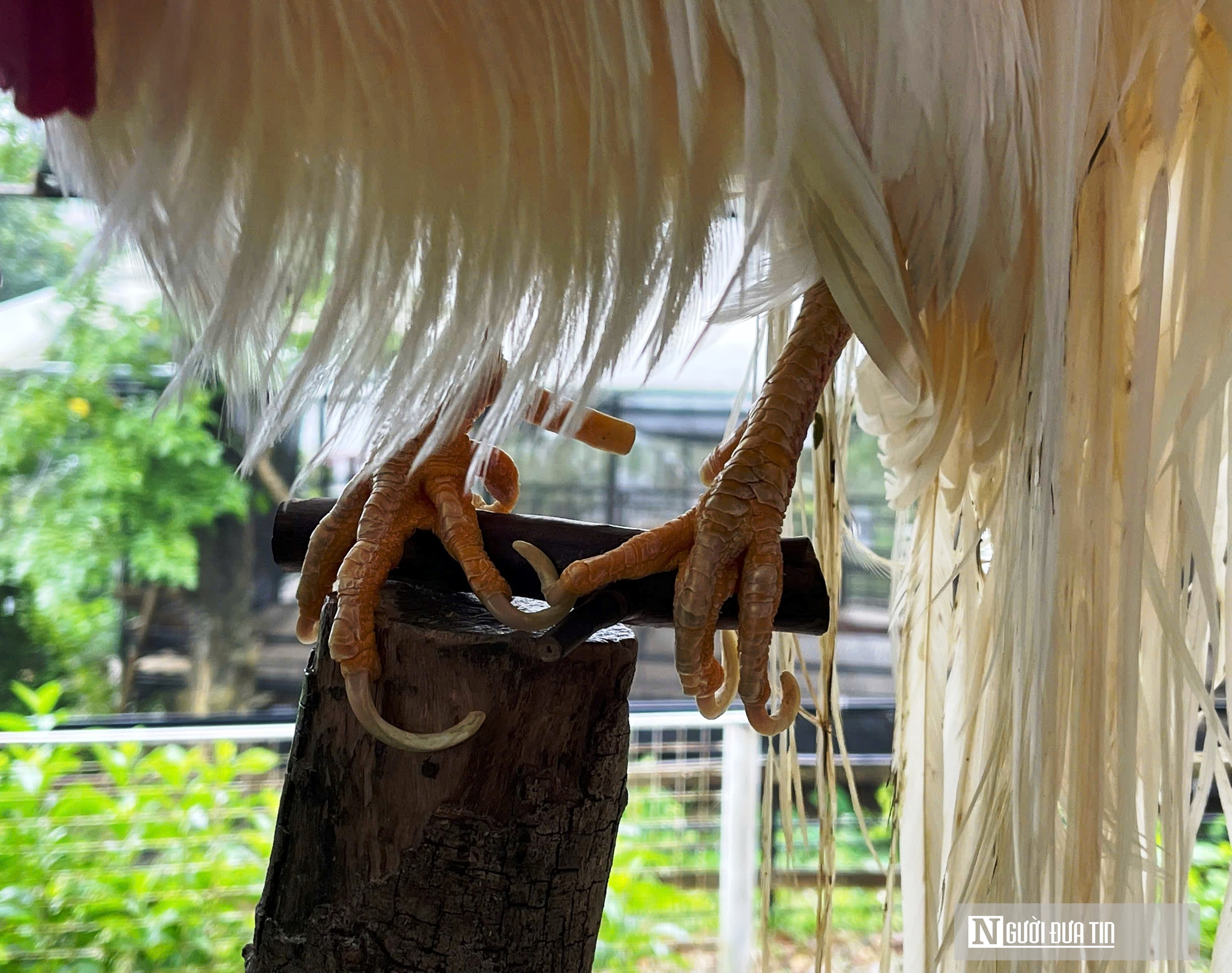 Chiêm ngưỡng đàn gà cảnh quý hiếm của người đàn ông ở Quảng Trị- Ảnh 5.