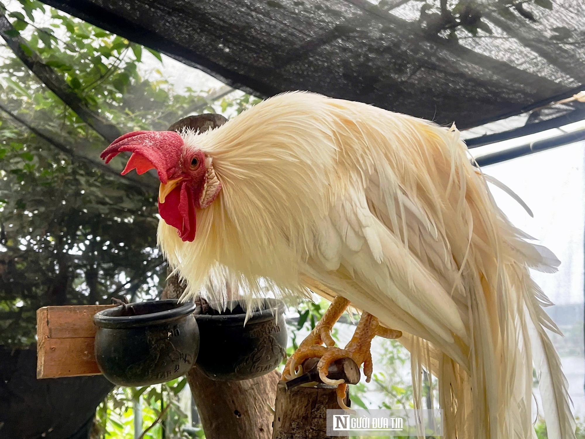 Chiêm ngưỡng đàn gà cảnh quý hiếm của người đàn ông ở Quảng Trị- Ảnh 6.
