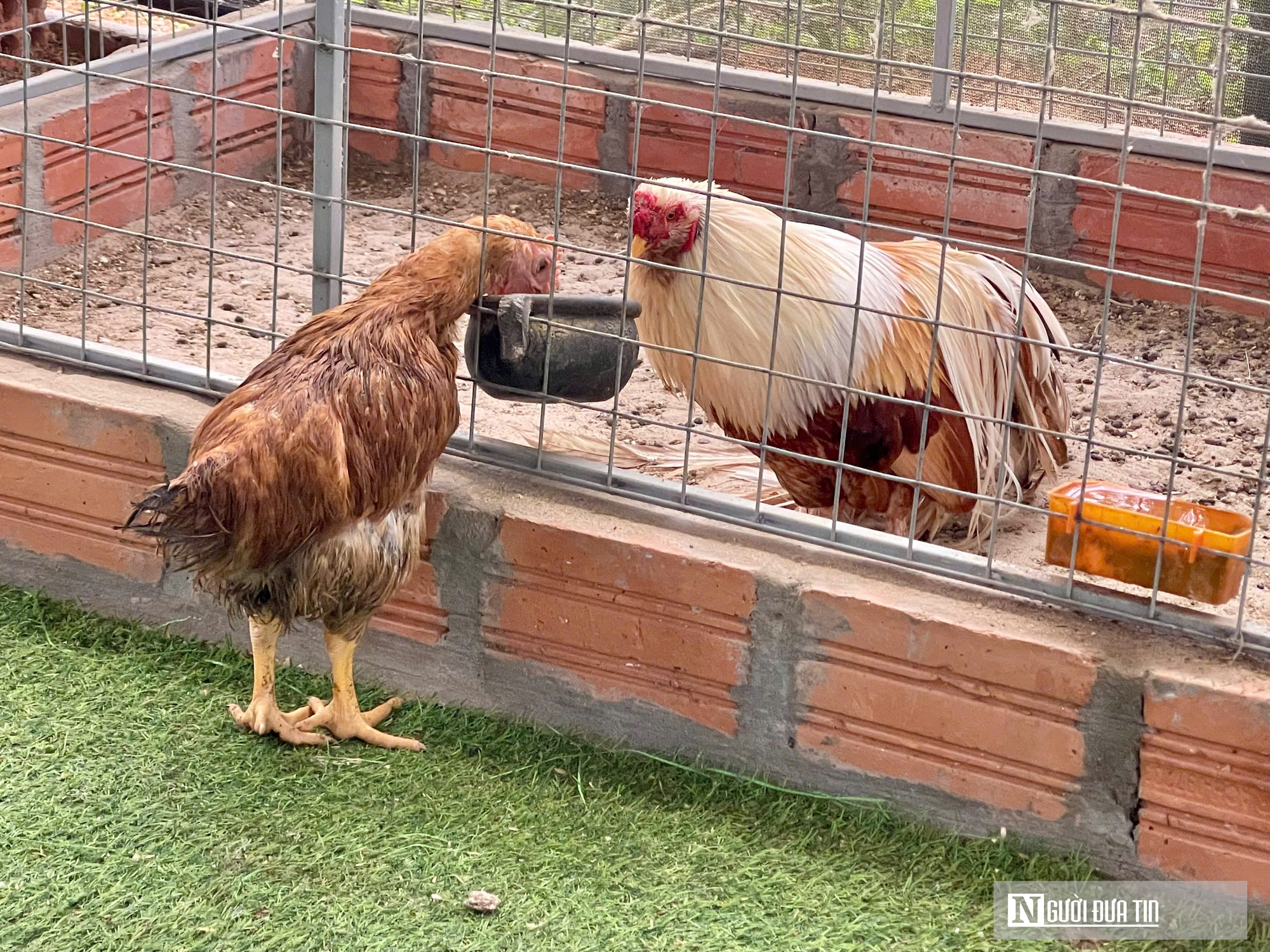 Chiêm ngưỡng đàn gà cảnh quý hiếm của người đàn ông ở Quảng Trị- Ảnh 7.