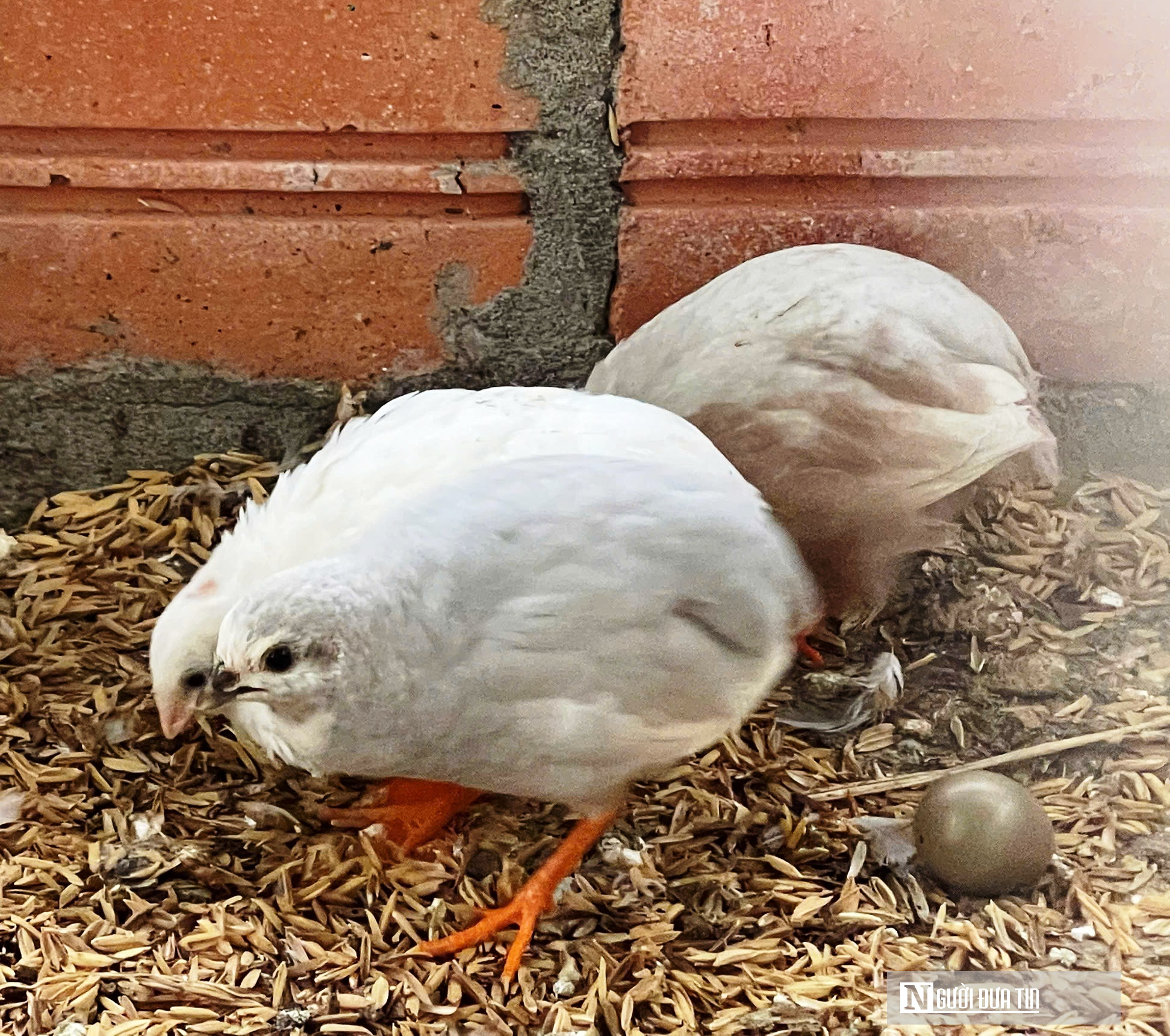 Chiêm ngưỡng đàn gà cảnh quý hiếm của người đàn ông ở Quảng Trị- Ảnh 8.