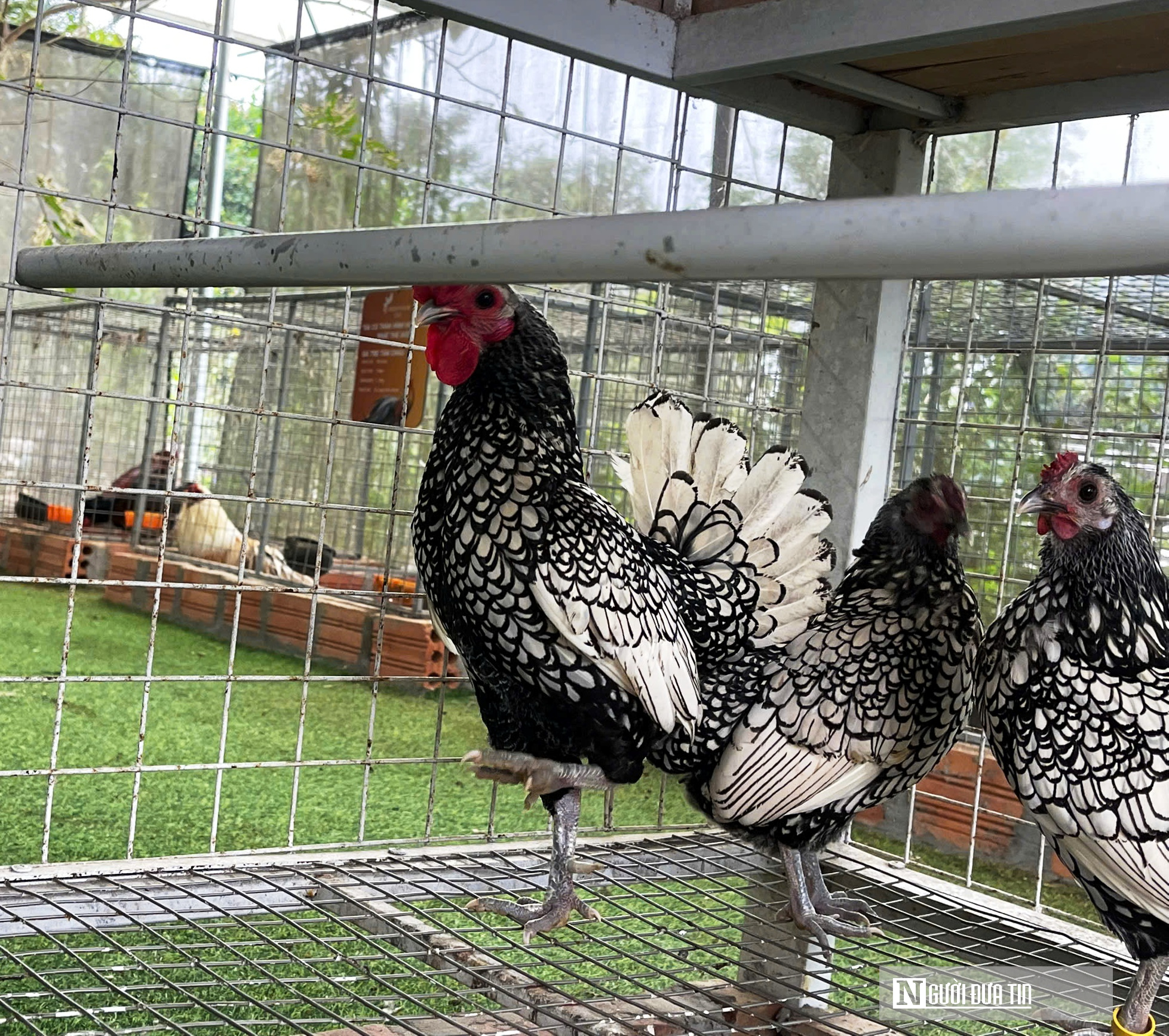 Chiêm ngưỡng đàn gà cảnh quý hiếm của người đàn ông ở Quảng Trị- Ảnh 10.