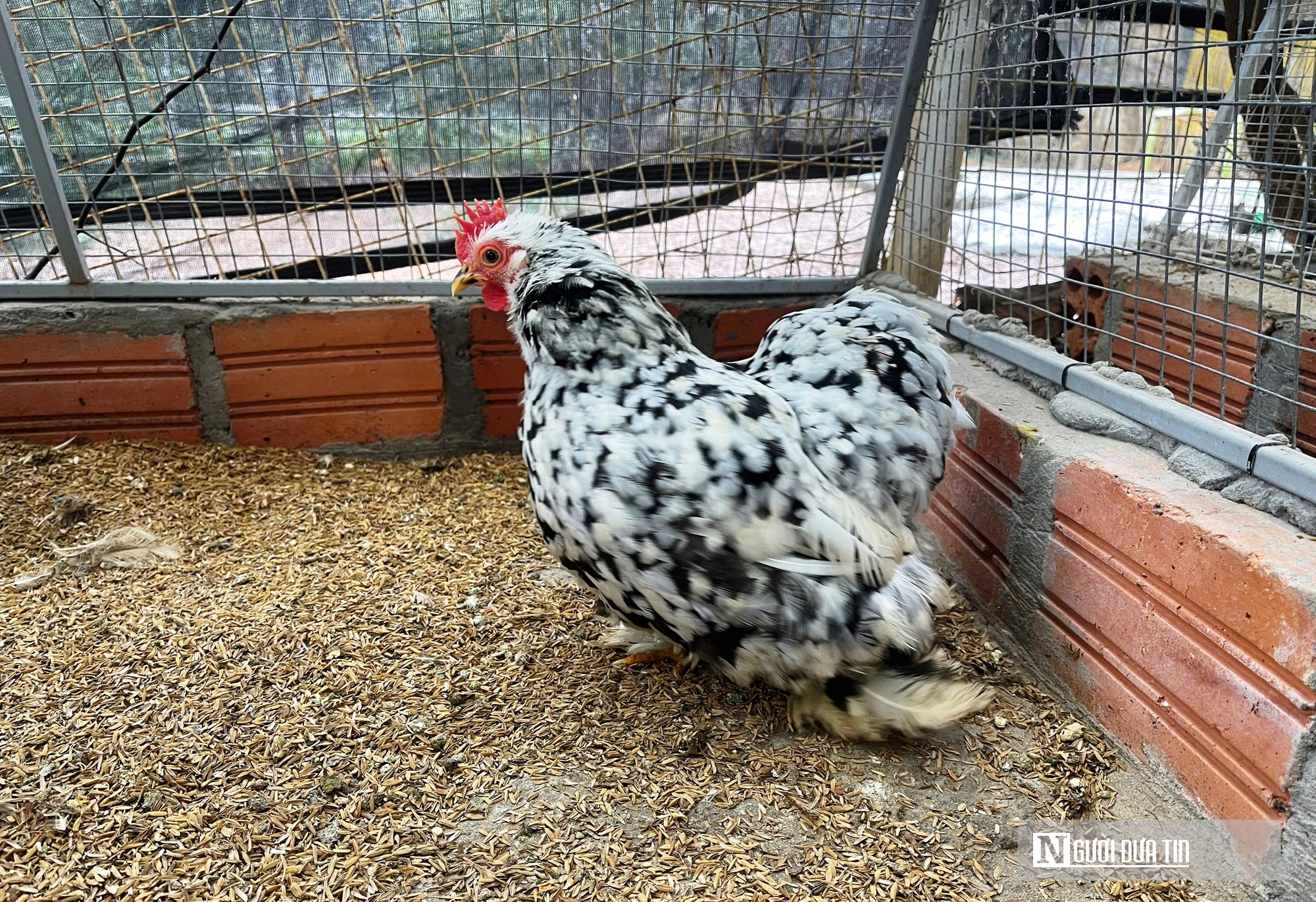 Chiêm ngưỡng đàn gà cảnh quý hiếm của người đàn ông ở Quảng Trị- Ảnh 11.