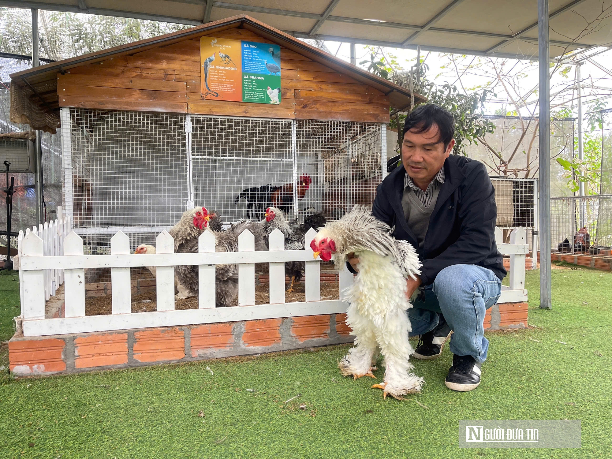 Chiêm ngưỡng đàn gà cảnh quý hiếm của người đàn ông ở Quảng Trị- Ảnh 12.