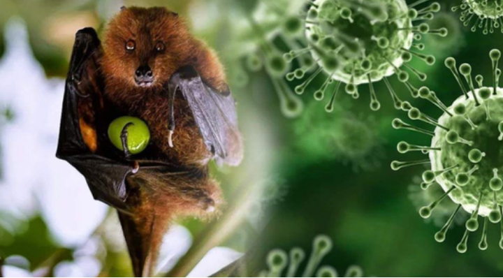 TP.HCM kích hoạt giám sát Nipah tại cửa khẩu, khuyến cáo người dân không hoang mang - Ảnh 2.