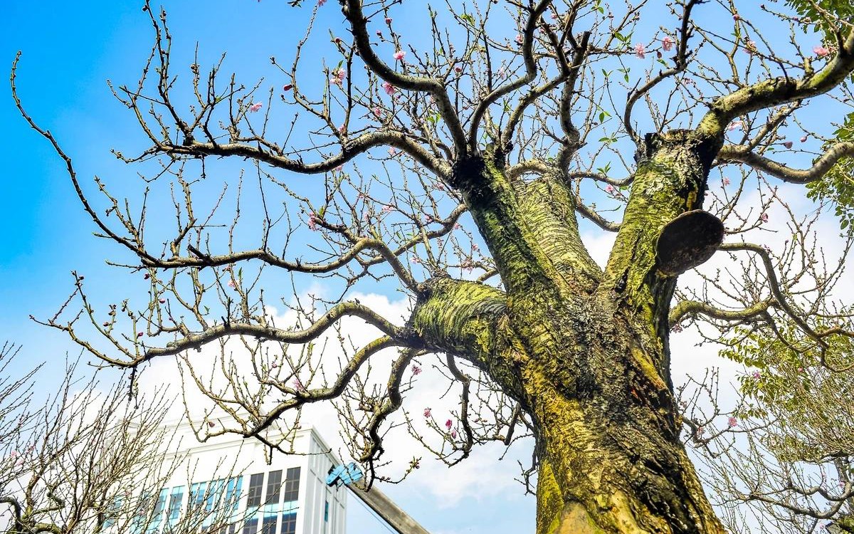 "Vàng xanh" giúp nông dân kiếm hàng trăm triệu đồng trên mỗi héc-ta- Ảnh 7. "Vàng xanh" giúp nông dân kiếm hàng trăm triệu đồng trên mỗi héc-ta- Ảnh 7.