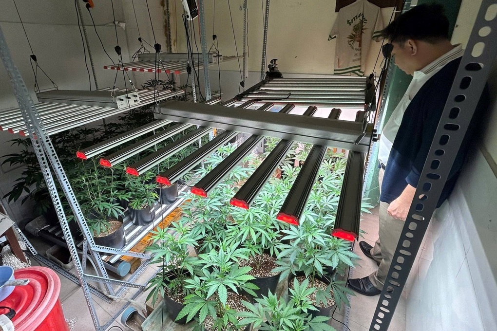 Phát hiện đường dây tiêu thụ cần sa trồng trong nhà, có yếu tố người nước ngoài- Ảnh 2.
