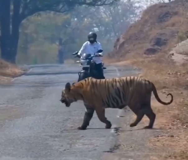 Người đ&agrave;n &ocirc;ng đi xe m&aacute;y chạm tr&aacute;n hổ dữ ở giữa đường v&agrave; c&aacute;i kết- Ảnh 1.