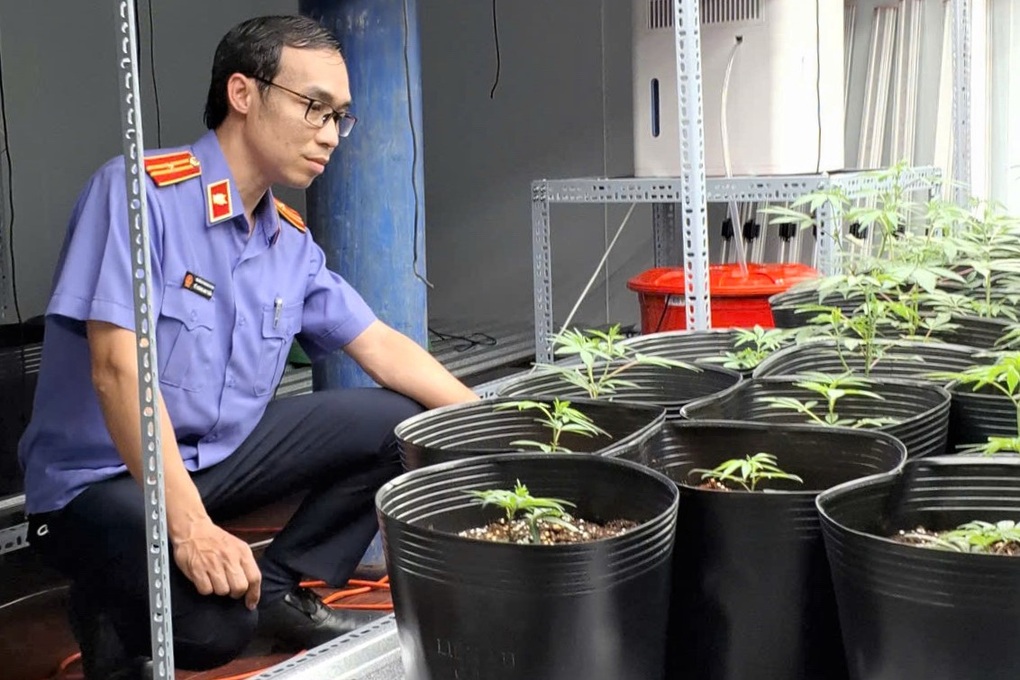 Phát hiện đường dây tiêu thụ cần sa trồng trong nhà, có yếu tố người nước ngoài- Ảnh 1.