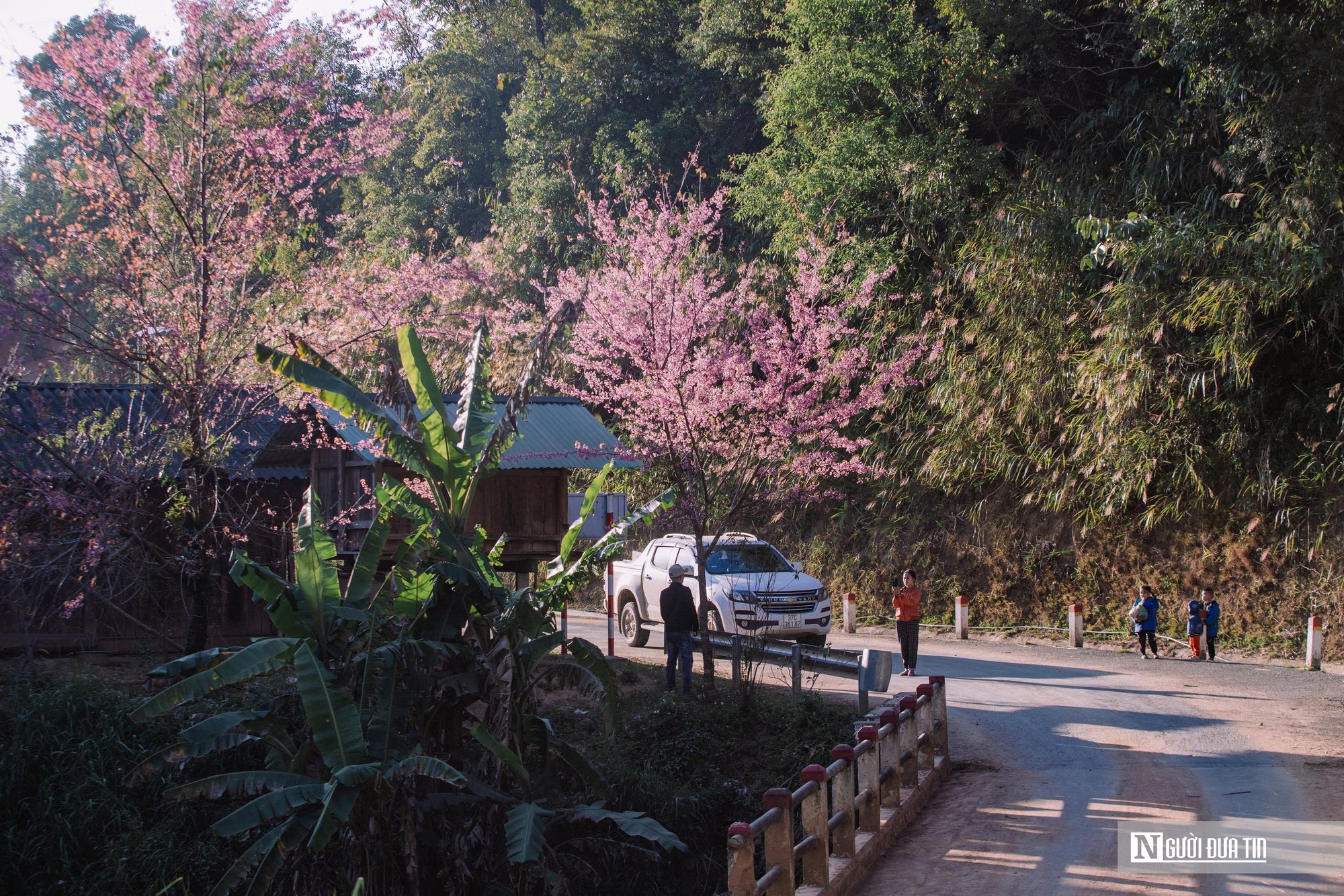 Ngắm hoa anh đào bung nở nơi miền biên viễn Nghệ An - Ảnh 1.