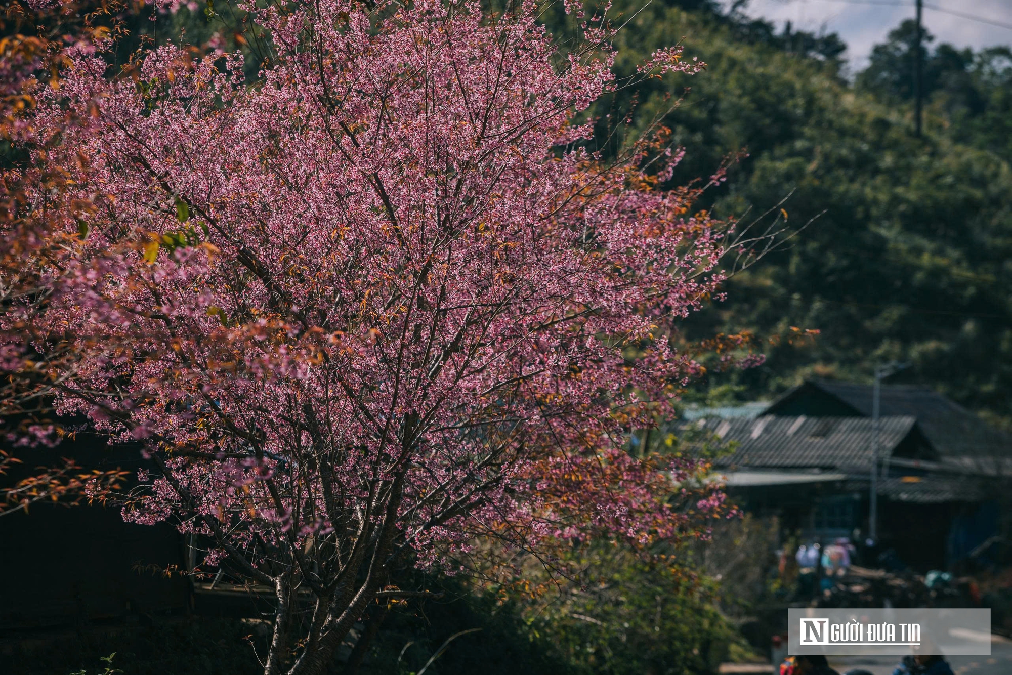 Ngắm hoa anh đào bung nở nơi miền biên viễn Nghệ An - Ảnh 8.