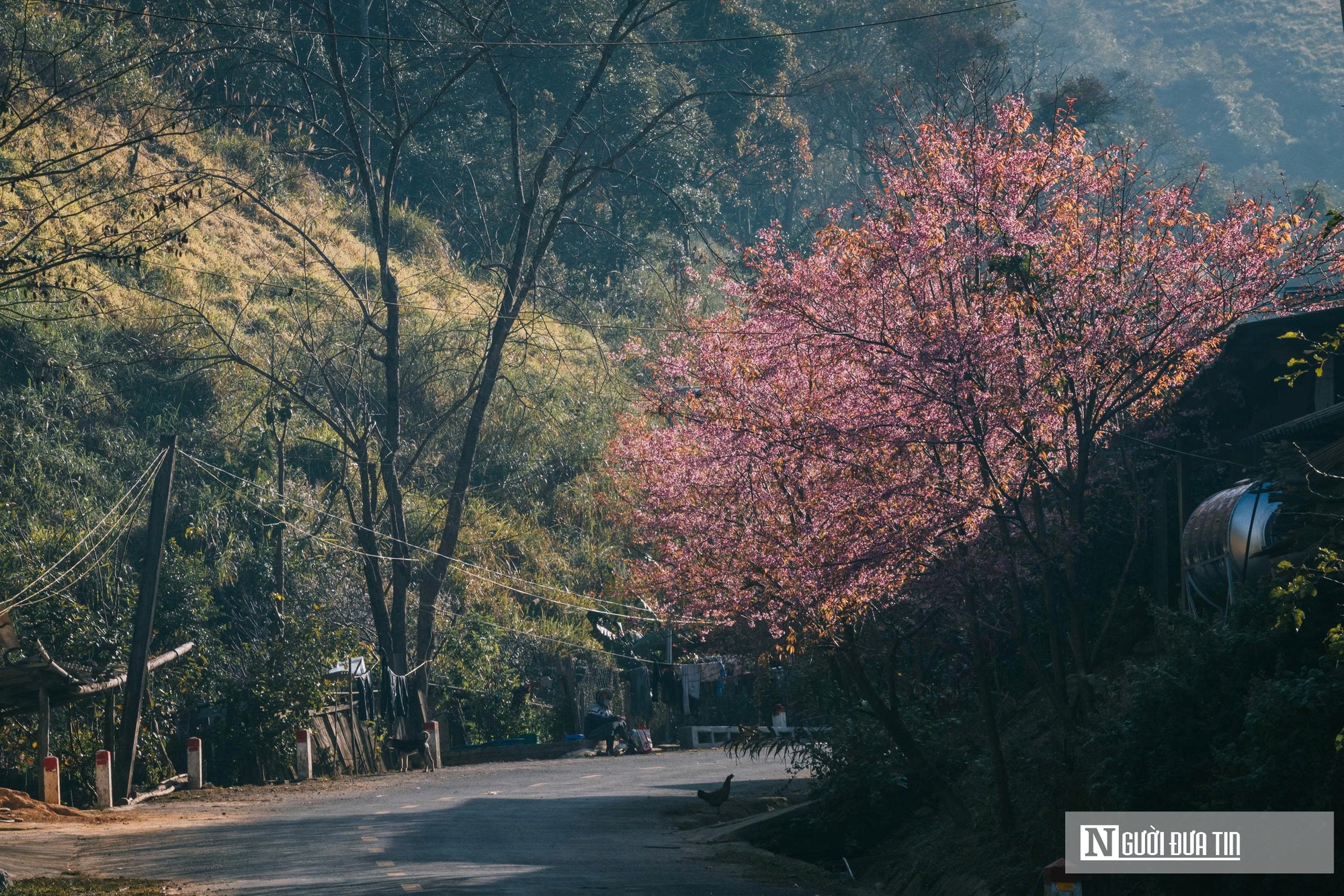 Ngắm hoa anh đào bung nở nơi miền biên viễn Nghệ An - Ảnh 9.