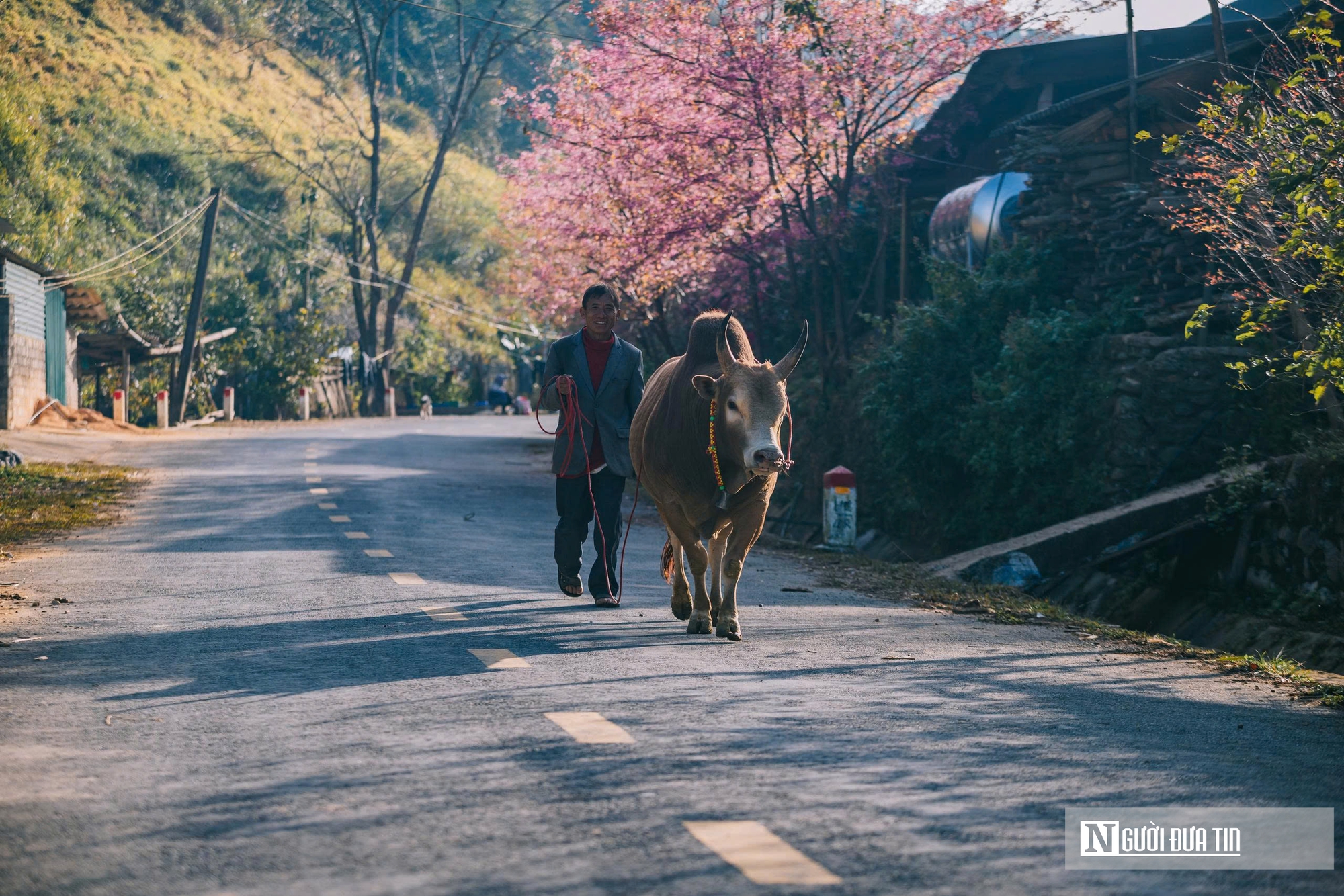 Ngắm hoa anh đào bung nở nơi miền biên viễn Nghệ An - Ảnh 13.