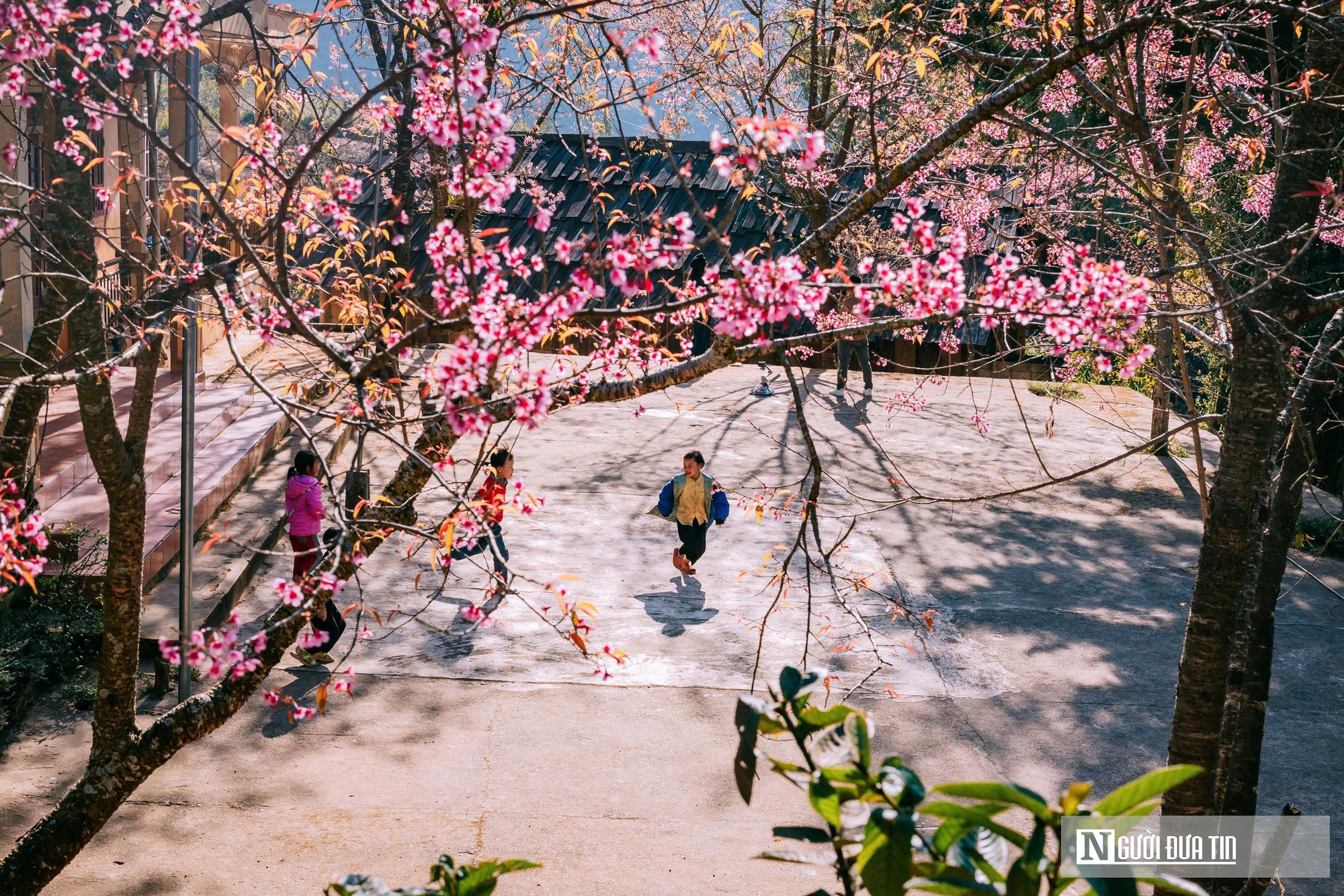 Ngắm hoa anh đào bung nở nơi miền biên viễn Nghệ An - Ảnh 3.