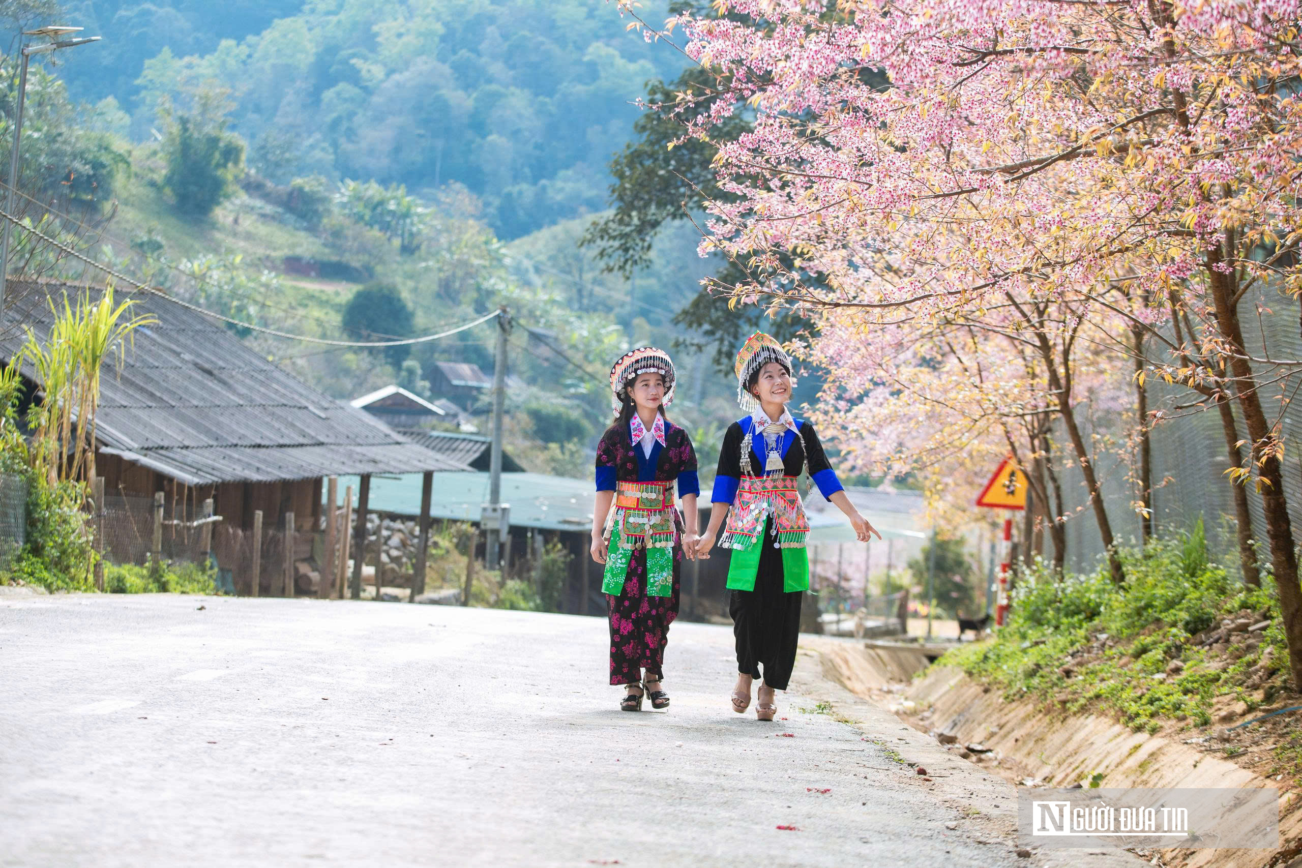Ngắm hoa anh đào bung nở nơi miền biên viễn Nghệ An - Ảnh 4.
