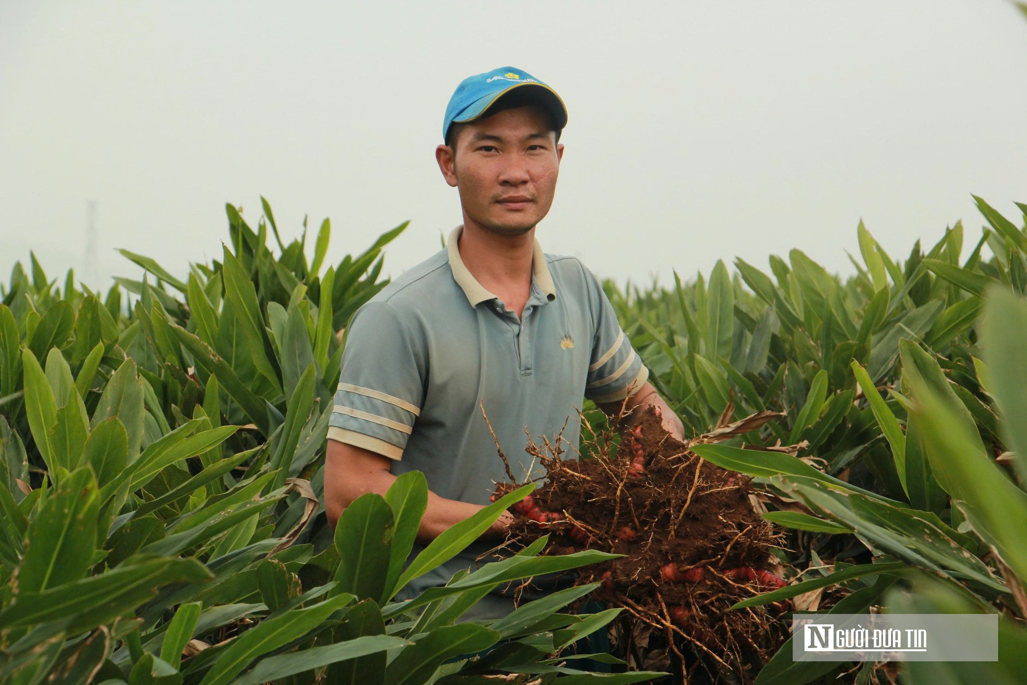"Vàng xanh" giúp nông dân kiếm hàng trăm triệu đồng trên mỗi héc-ta- Ảnh 2. "Vàng xanh" giúp nông dân kiếm hàng trăm triệu đồng trên mỗi héc-ta- Ảnh 2.