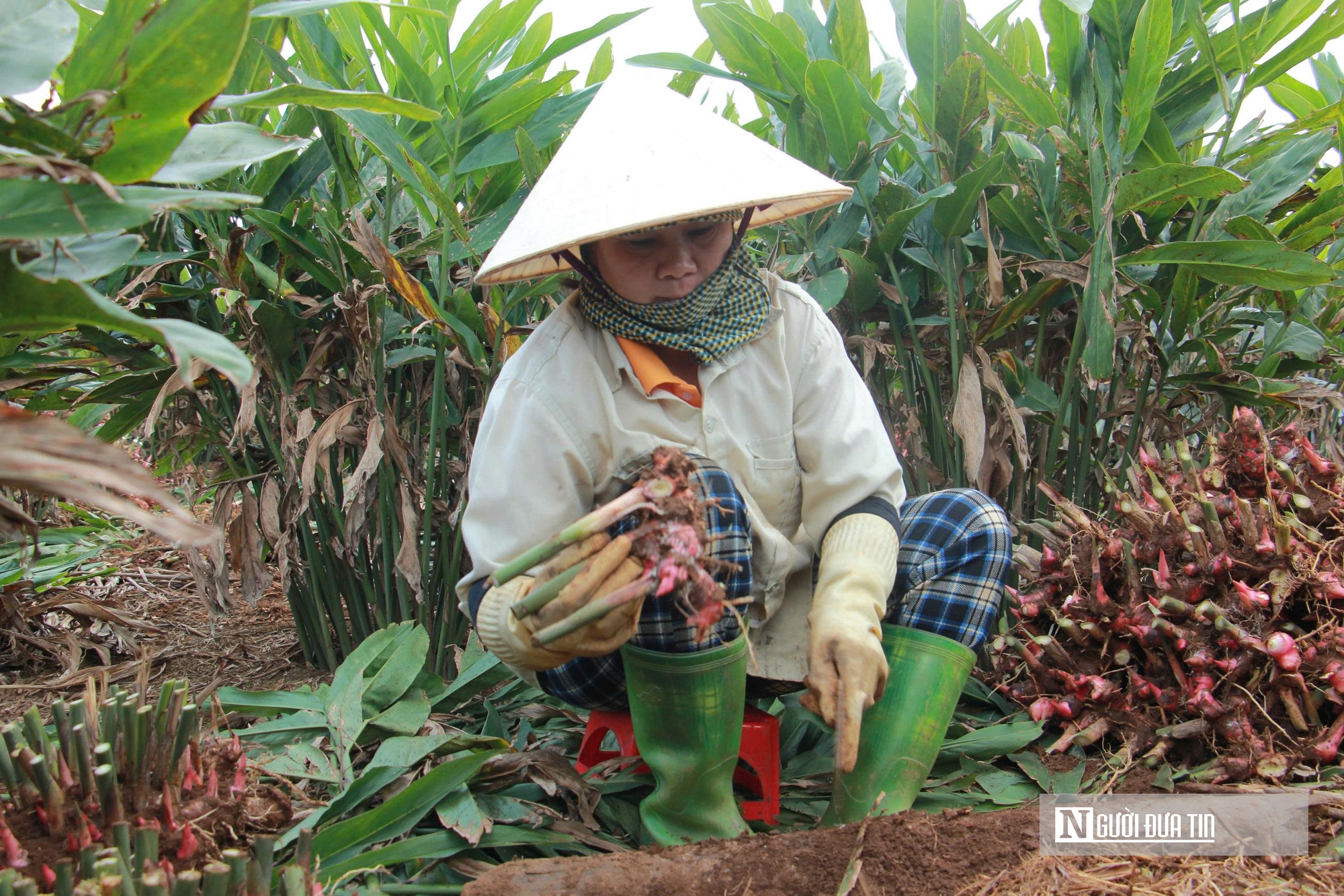 "Vàng xanh" giúp nông dân kiếm hàng trăm triệu đồng trên mỗi héc-ta- Ảnh 3. "Vàng xanh" giúp nông dân kiếm hàng trăm triệu đồng trên mỗi héc-ta- Ảnh 3.