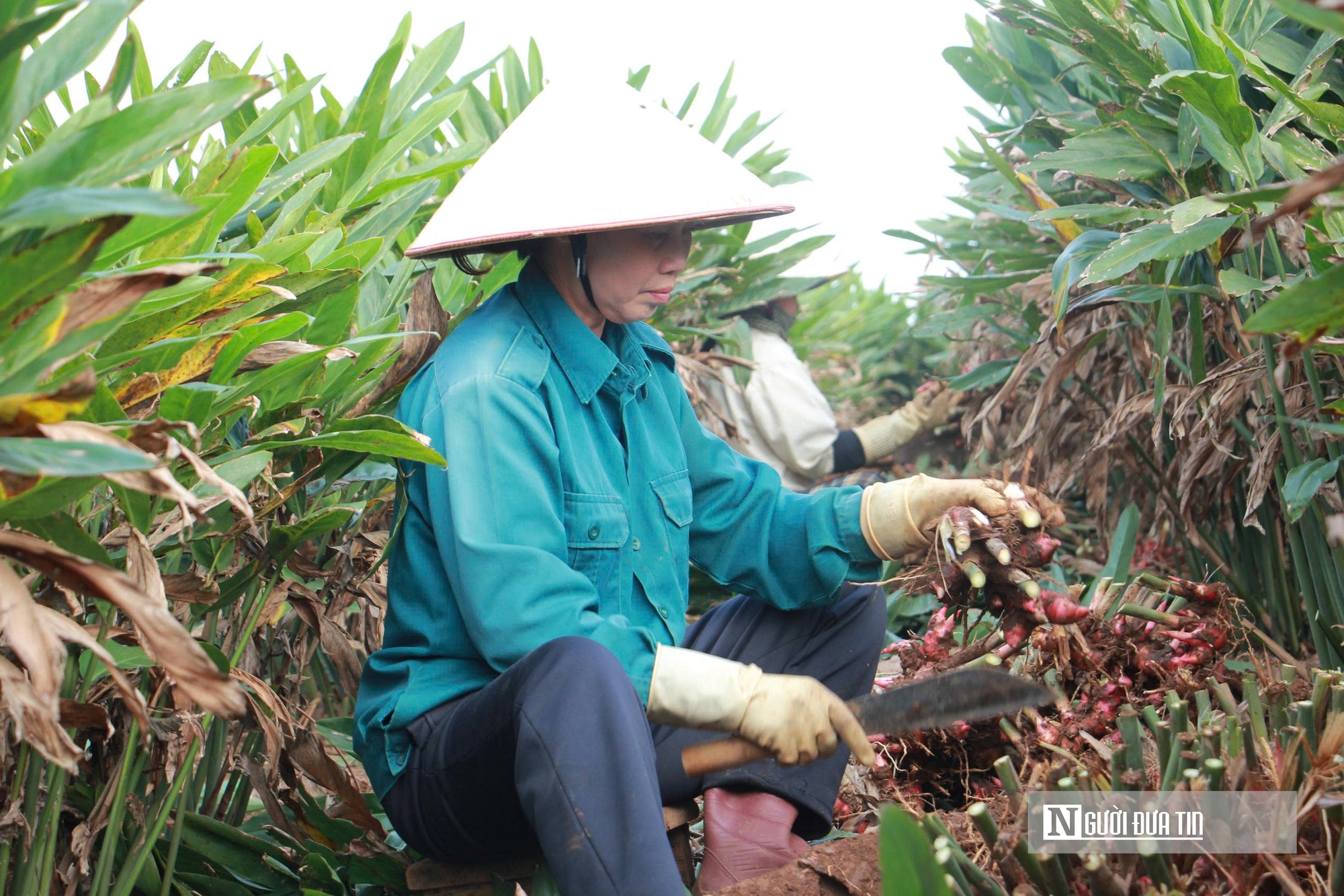 "Vàng xanh" giúp nông dân kiếm hàng trăm triệu đồng trên mỗi héc-ta- Ảnh 4. "Vàng xanh" giúp nông dân kiếm hàng trăm triệu đồng trên mỗi héc-ta- Ảnh 4.
