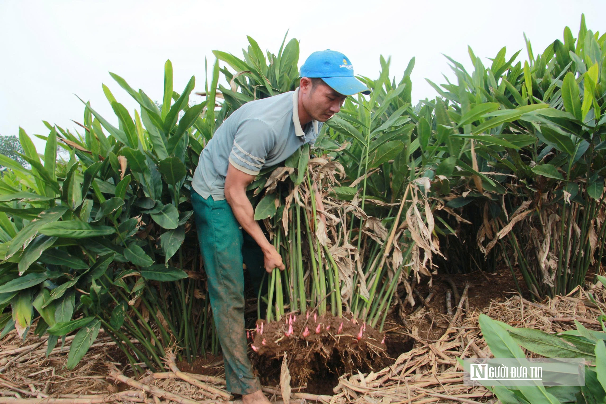 "Vàng xanh" giúp nông dân kiếm hàng trăm triệu đồng trên mỗi héc-ta- Ảnh 5. "Vàng xanh" giúp nông dân kiếm hàng trăm triệu đồng trên mỗi héc-ta- Ảnh 5.