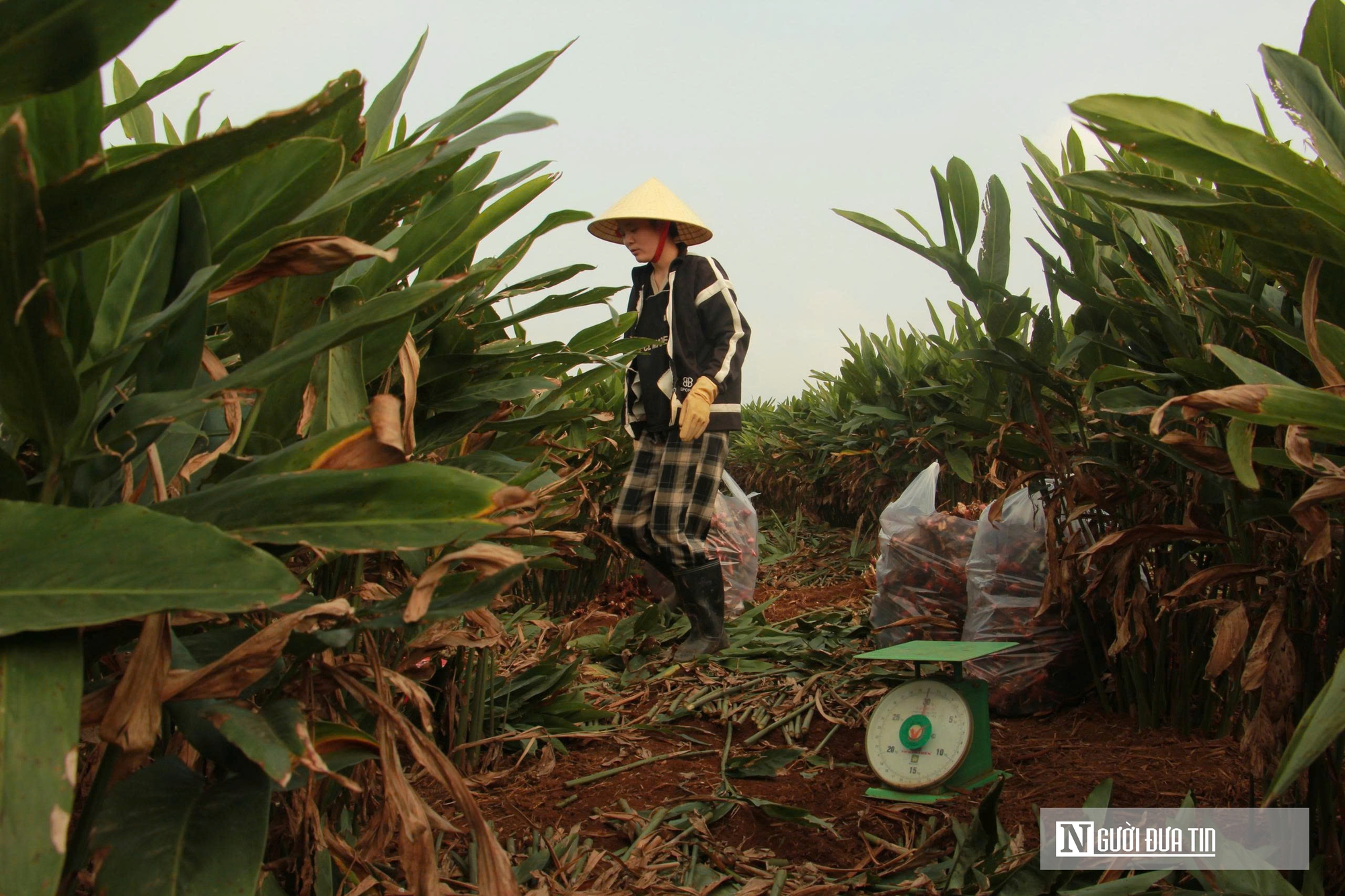 "Vàng xanh" giúp nông dân kiếm hàng trăm triệu đồng trên mỗi héc-ta- Ảnh 6. "Vàng xanh" giúp nông dân kiếm hàng trăm triệu đồng trên mỗi héc-ta- Ảnh 6.