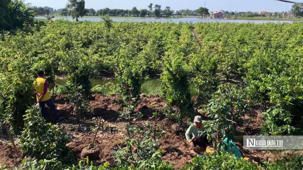 Từ vài gốc mai thử nghiệm đến “thủ phủ” mai vàng mang lại sinh kế bền vững ở Tây Ninh- Ảnh 3. Từ vài gốc mai thử nghiệm đến “thủ phủ” mai vàng mang lại sinh kế bền vững ở Tây Ninh- Ảnh 3.