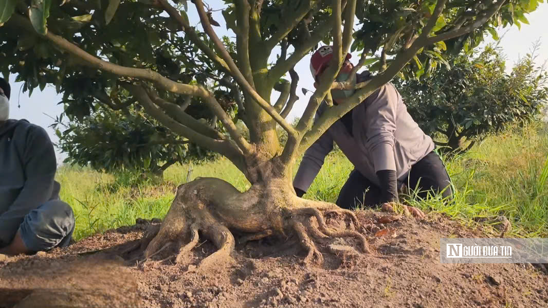 Từ vài gốc mai thử nghiệm đến “thủ phủ” mai vàng mang lại sinh kế bền vững ở Tây Ninh- Ảnh 5. Từ vài gốc mai thử nghiệm đến “thủ phủ” mai vàng mang lại sinh kế bền vững ở Tây Ninh- Ảnh 5.