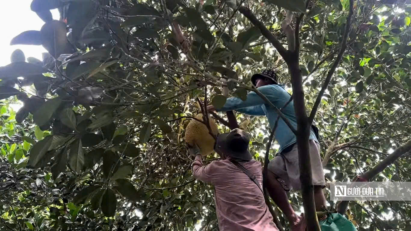 Cận Tết 2026, mít ruột đỏ “neo” giá cao- Ảnh 1. Cận Tết 2026, mít ruột đỏ “neo” giá cao- Ảnh 1.