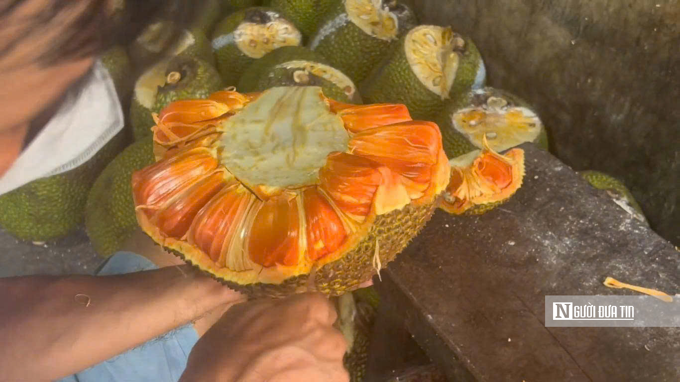 Cận Tết 2026, mít ruột đỏ “neo” giá cao- Ảnh 2. Cận Tết 2026, mít ruột đỏ “neo” giá cao- Ảnh 2.