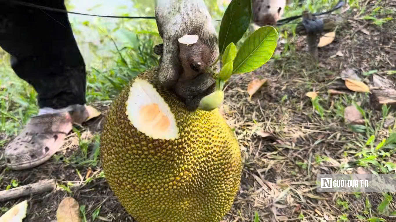 Cận Tết 2026, mít ruột đỏ “neo” giá cao- Ảnh 3. Cận Tết 2026, mít ruột đỏ “neo” giá cao- Ảnh 3.