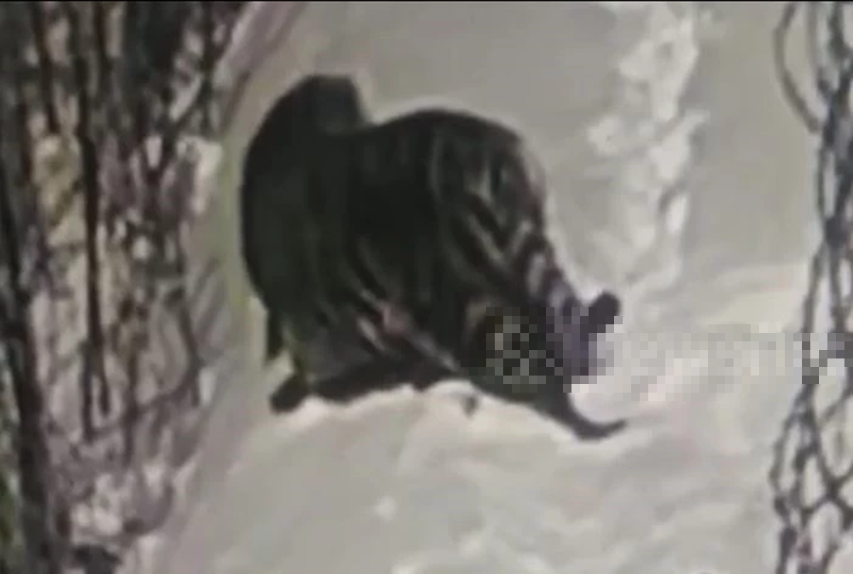 Nhìn ra ngoài đường, người dân bỗng thấy bóng đne cảnh tượng "nổi da gà" - Ảnh 1.