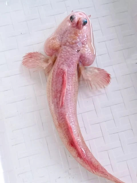 Loại c&aacute; th&ograve;i l&ograve;i m&agrave;u hồng hiếm gặp được người d&acirc;n Đất Mũi ph&aacute;t hiện - Ảnh 1.