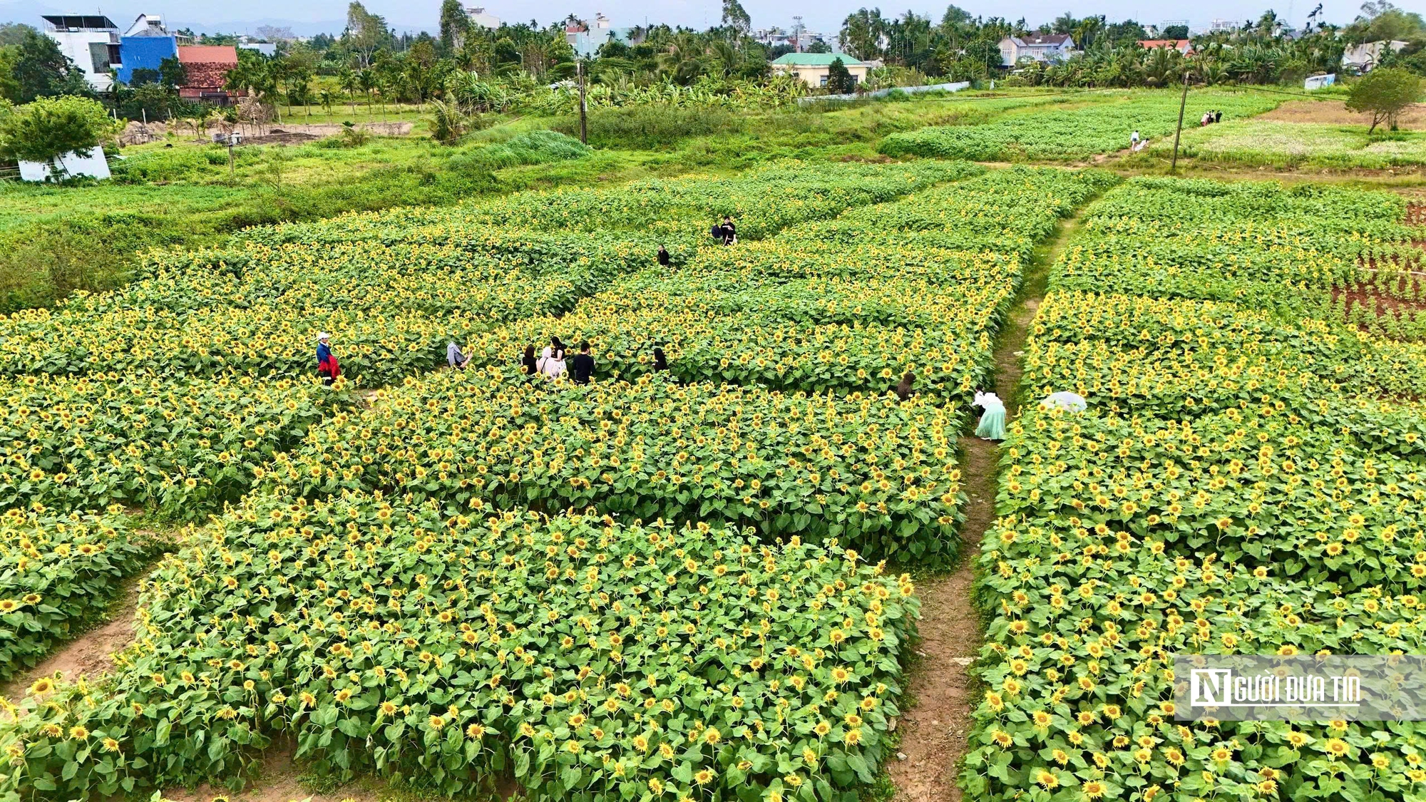 Đổ xô check-in hoa hướng dương “khổng lồ” ở Quảng Ngãi ngày cận Tết- Ảnh 1. Đổ xô check-in hoa hướng dương “khổng lồ” ở Quảng Ngãi ngày cận Tết- Ảnh 1.