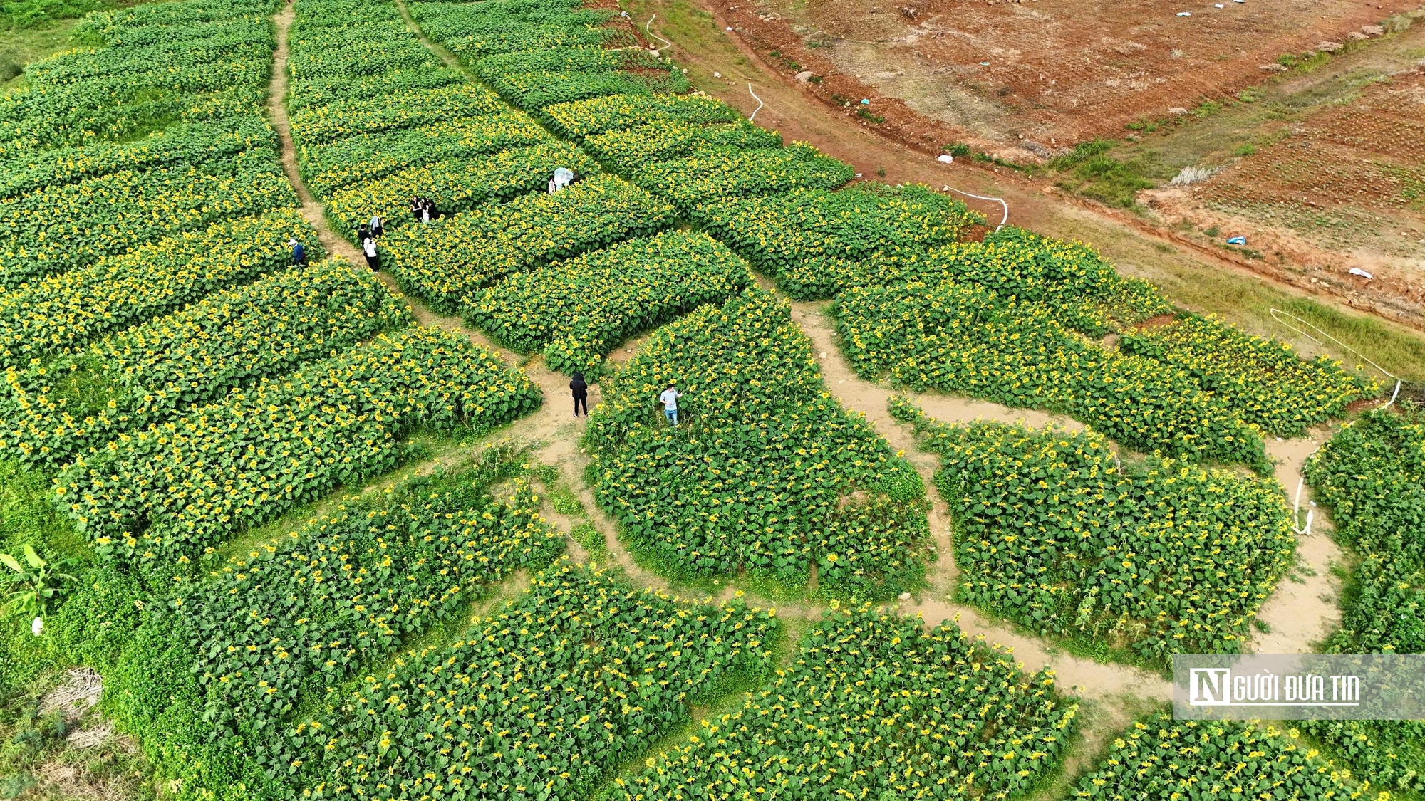 Đổ xô check-in hoa hướng dương “khổng lồ” ở Quảng Ngãi ngày cận Tết- Ảnh 5. Đổ xô check-in hoa hướng dương “khổng lồ” ở Quảng Ngãi ngày cận Tết- Ảnh 5.